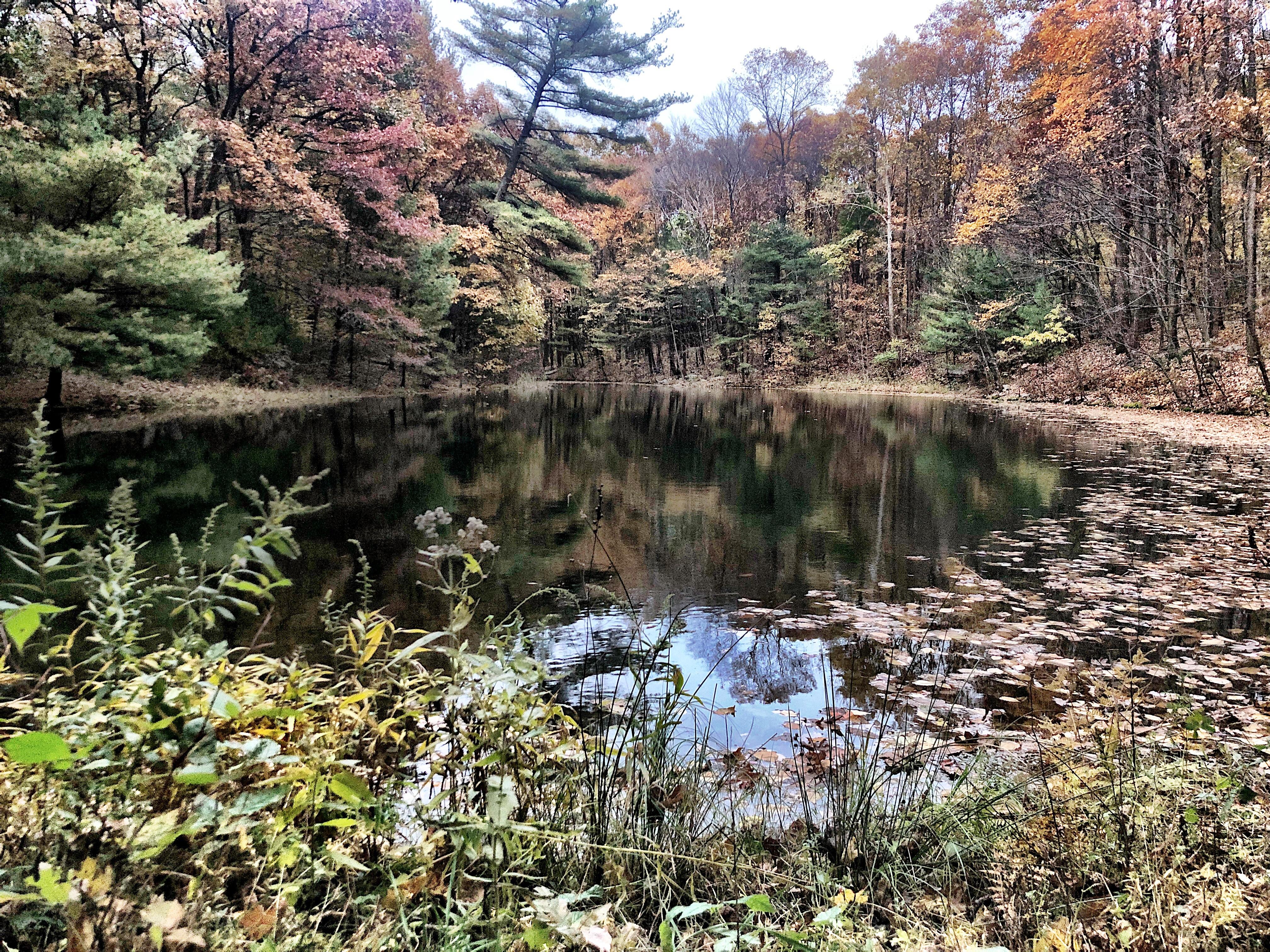 One of my favorite ponds to visit. Joseph E. Ibberson Conservation Area