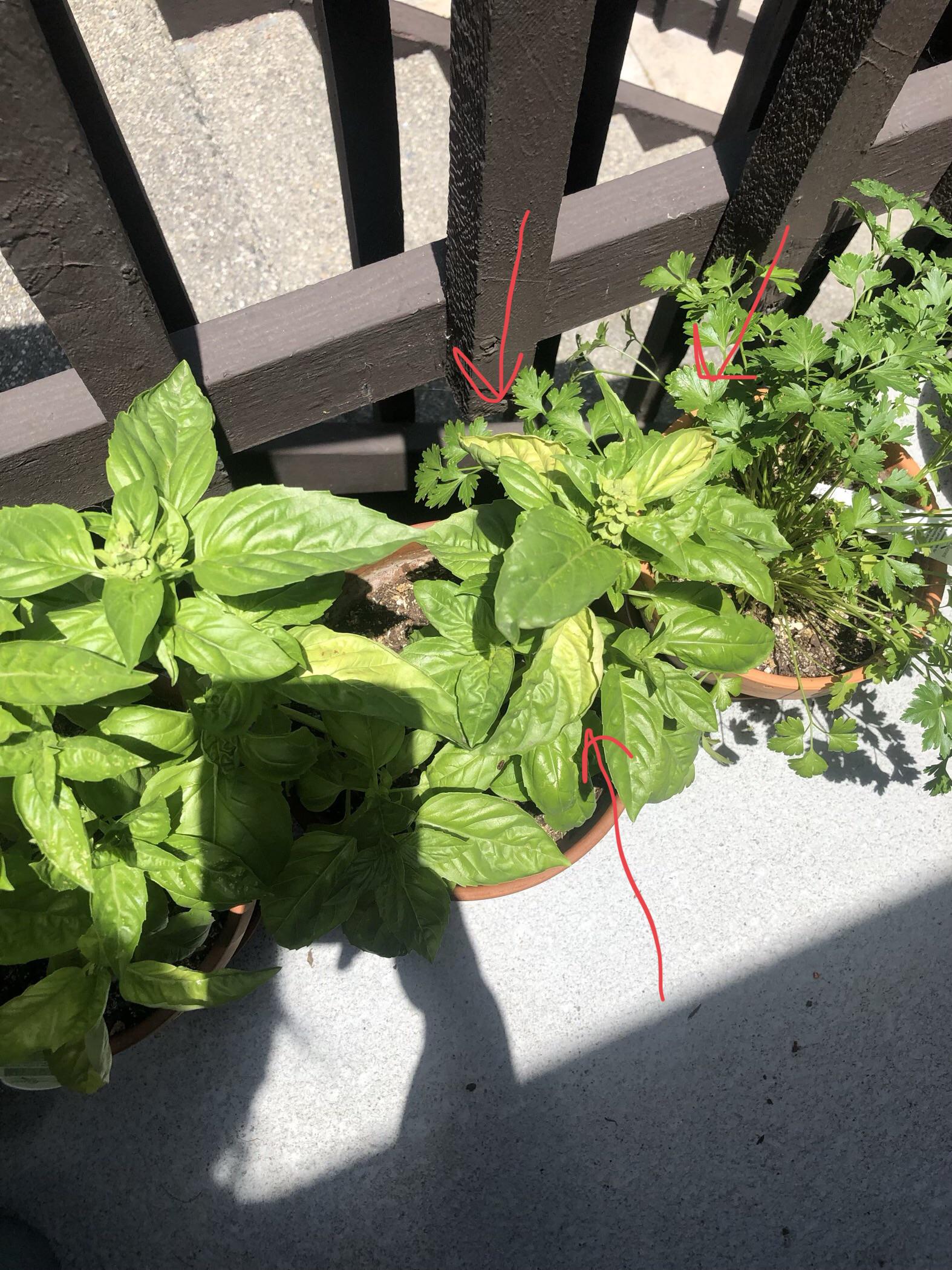 Why is my basil yellowing? r/gardening