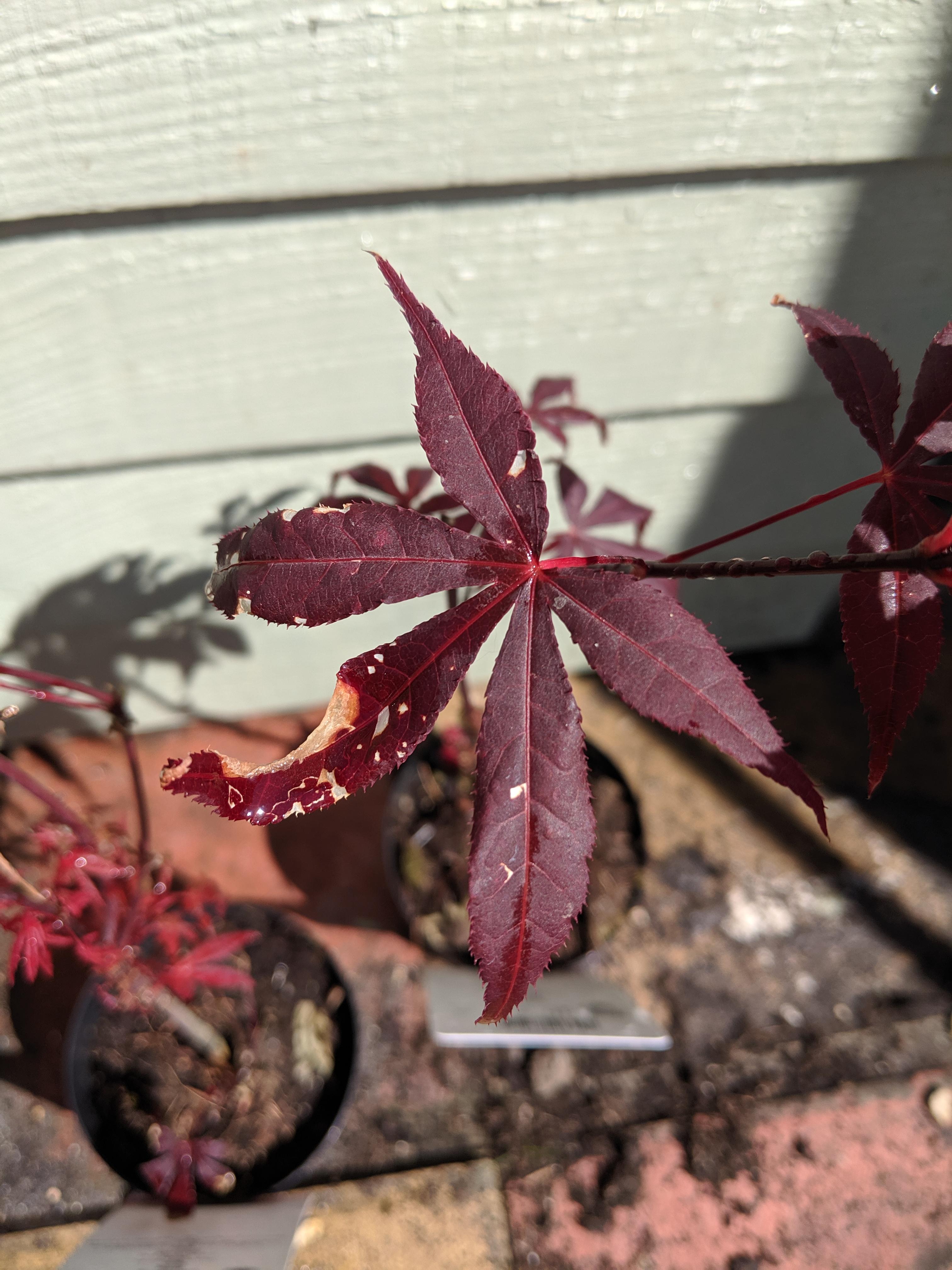 White spots on my acer? r/GardeningUK