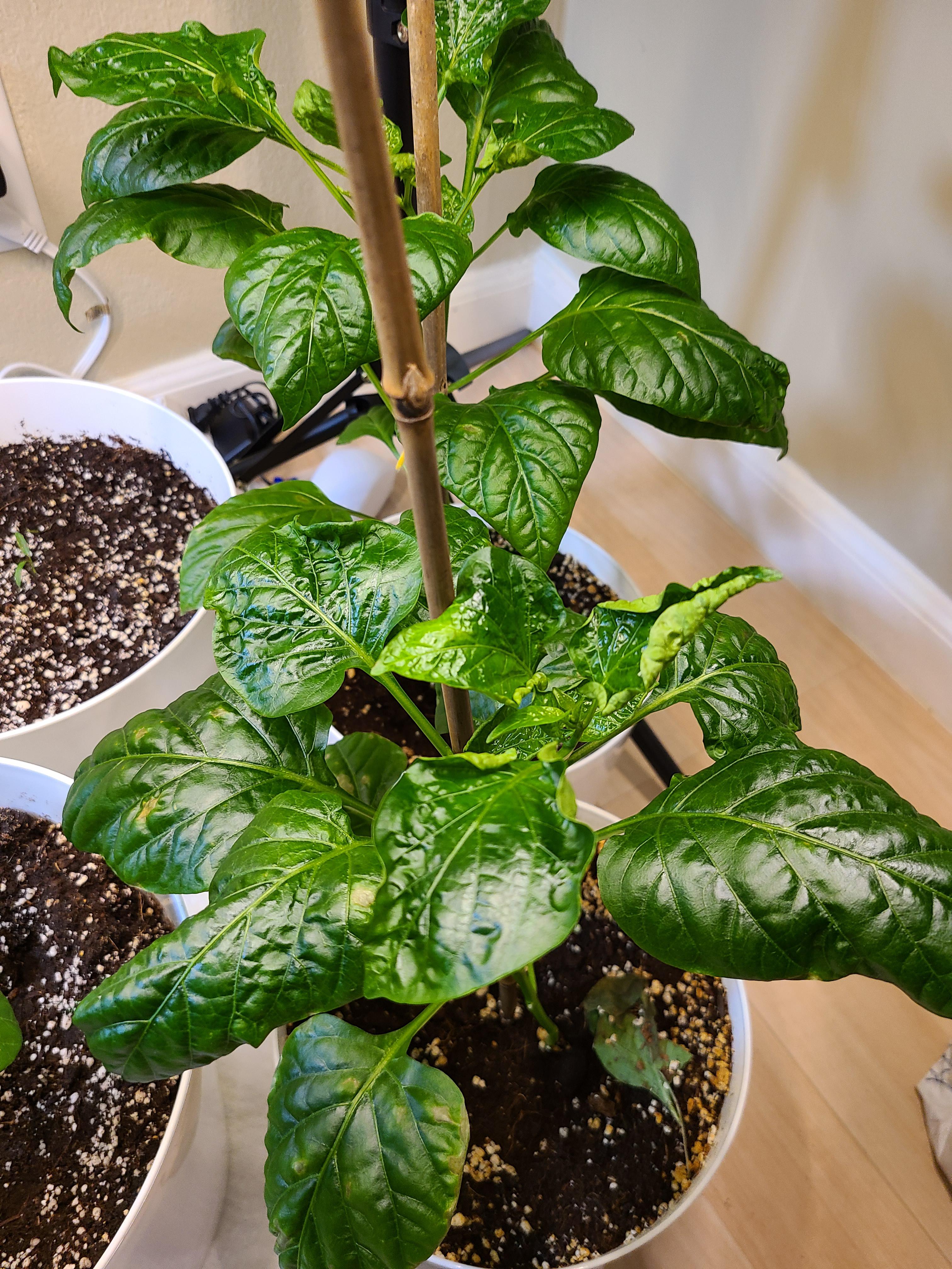 Why are my bell peppers leaves doing this shrivel r/gardening