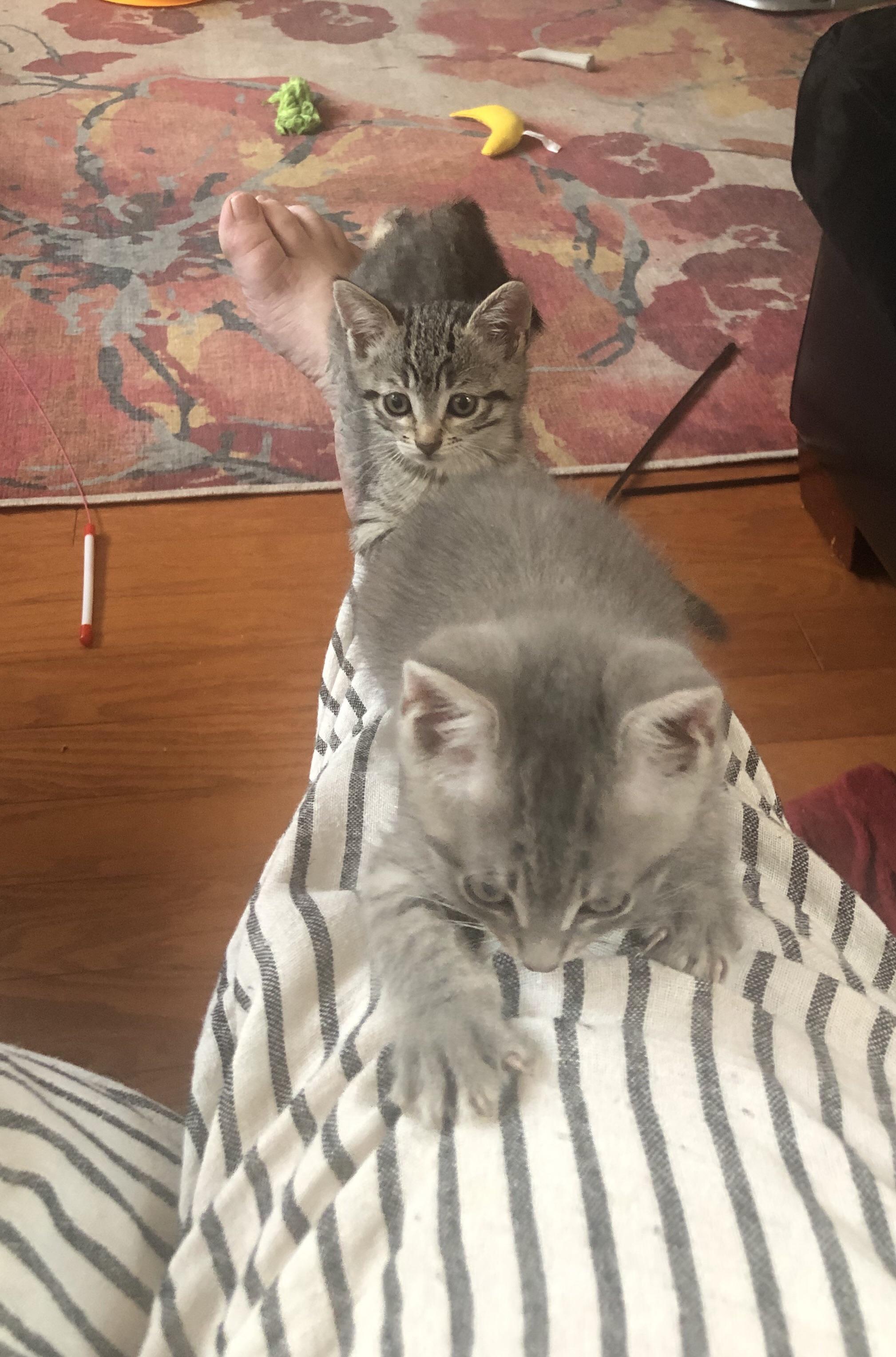 Climbing up Mom’s leg is super fun and not painful to her at all! r
