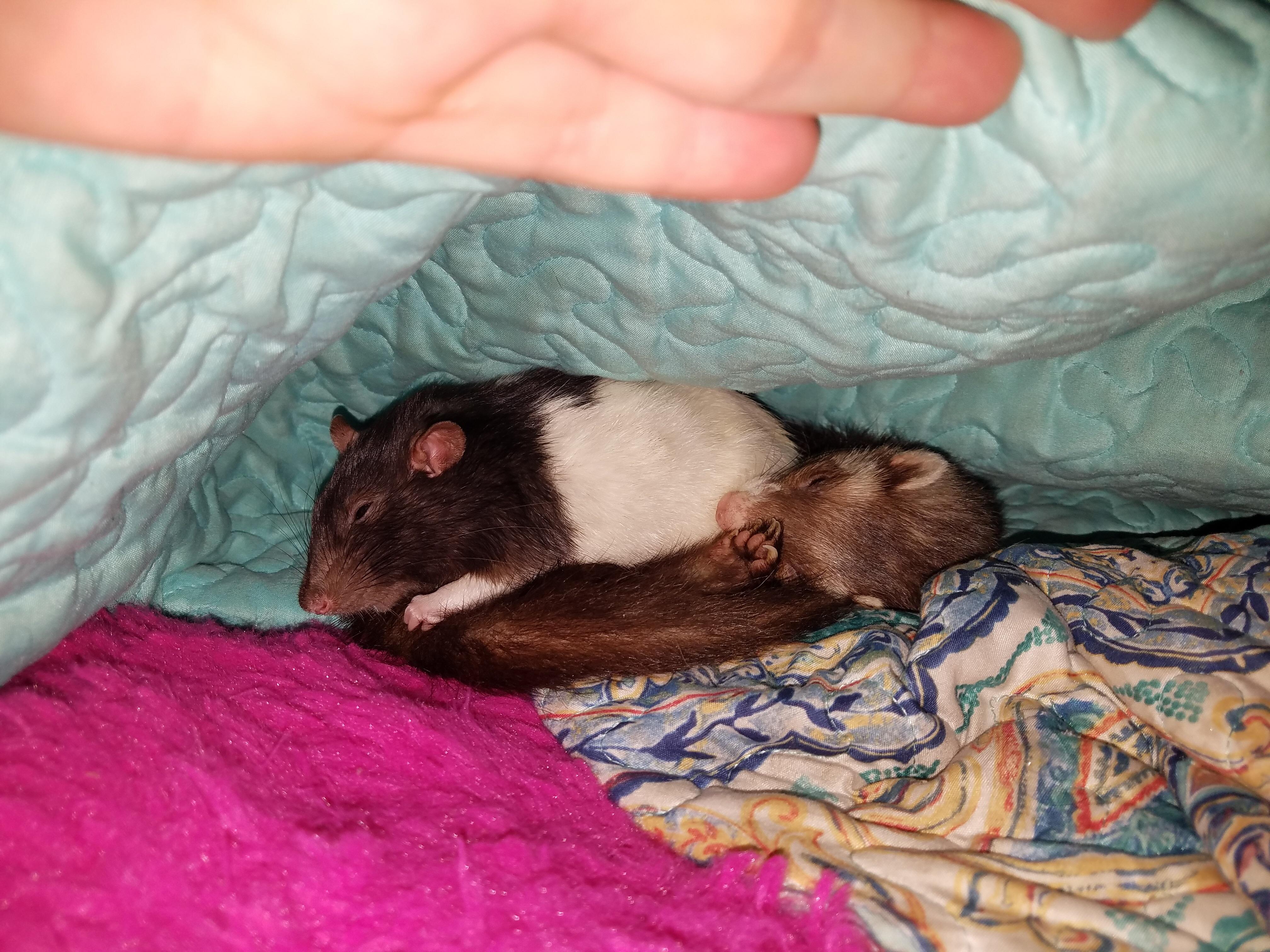 Pinky joe thinks Honey makes the very best ferret bed!! r/RATS