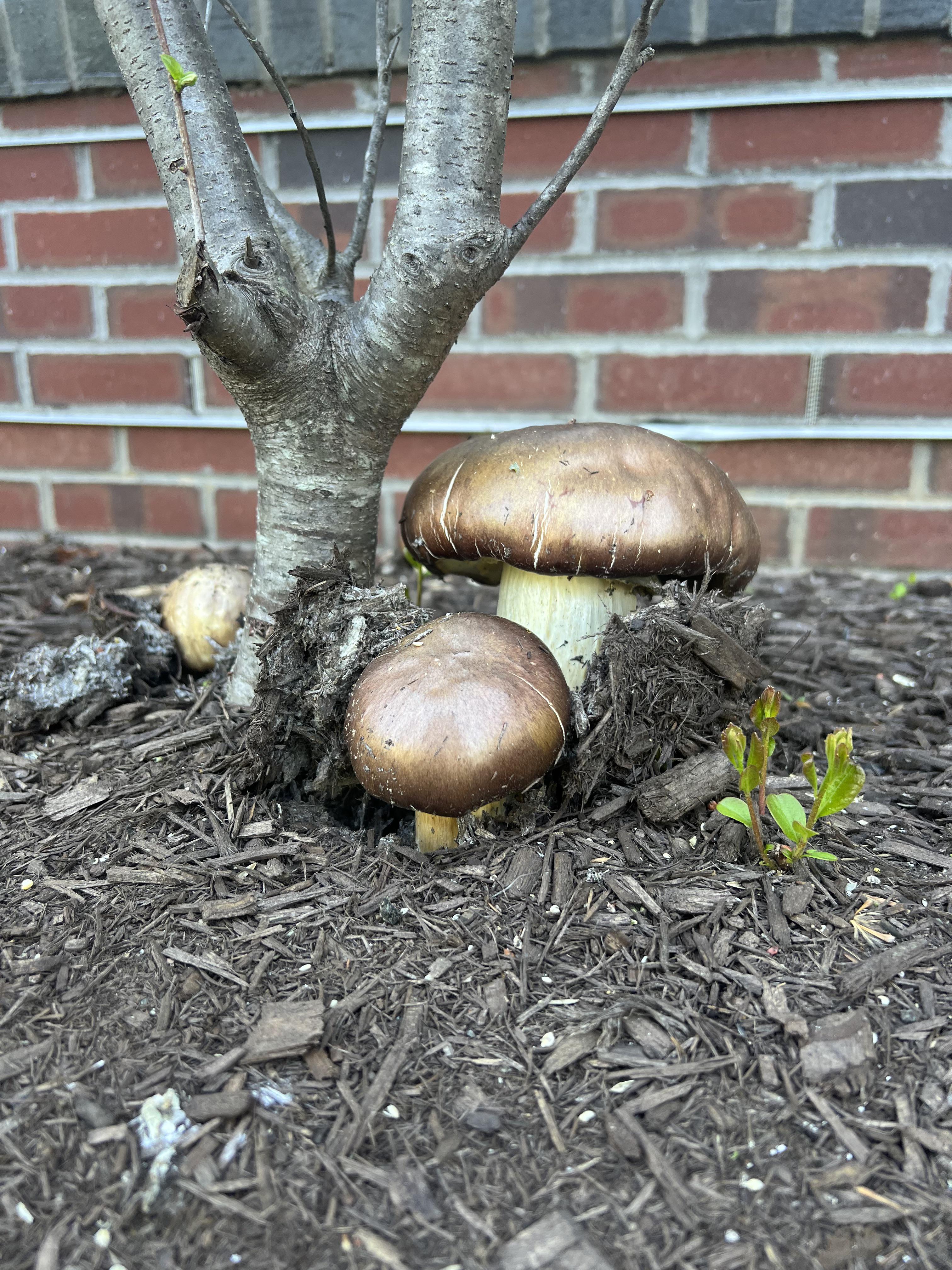 Can you eat edible mushrooms growing on mulch without getting sick? r