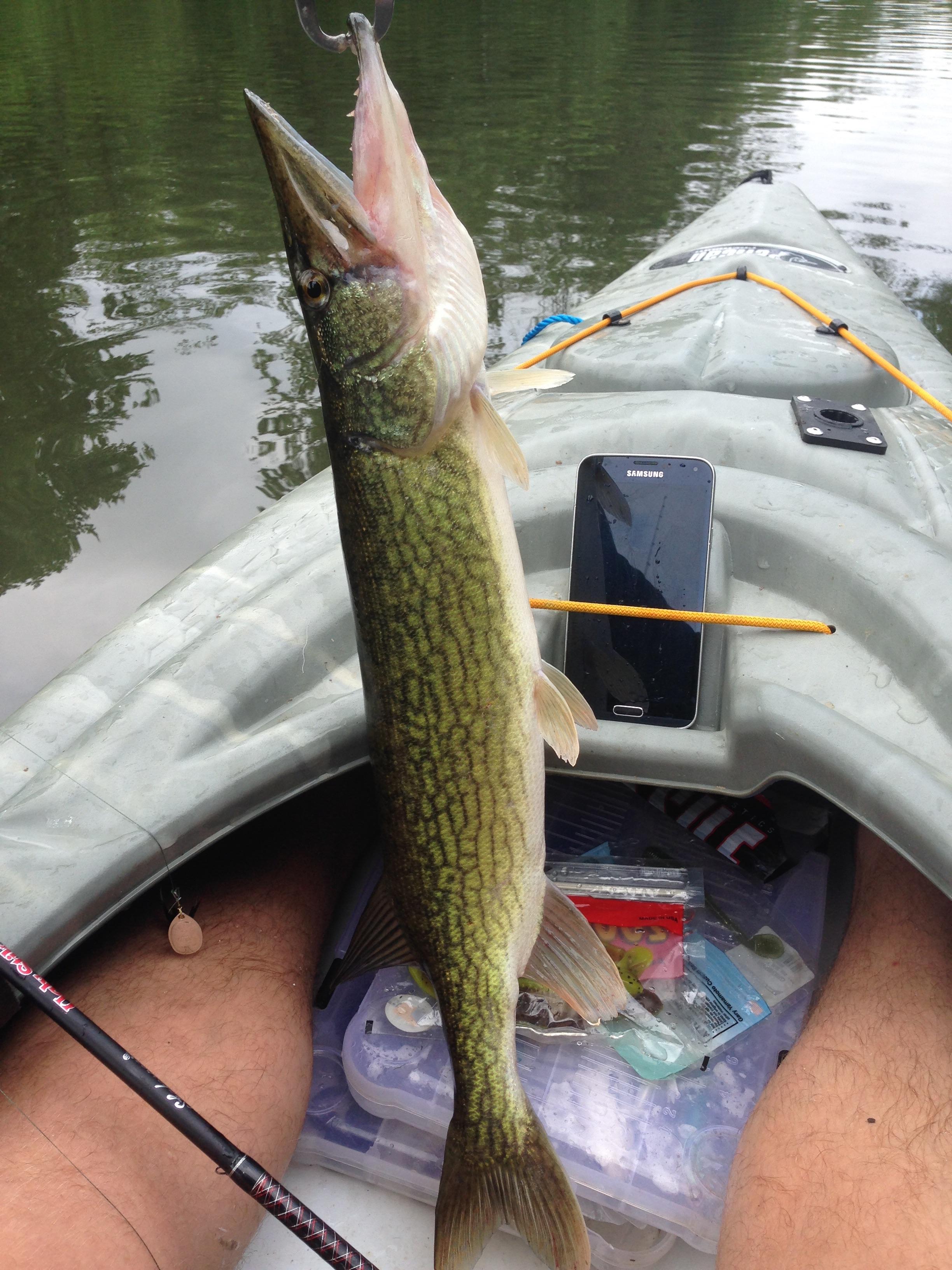 329 best Pickerel images on Pholder Fishing, Kayakfishing and Flyfishing