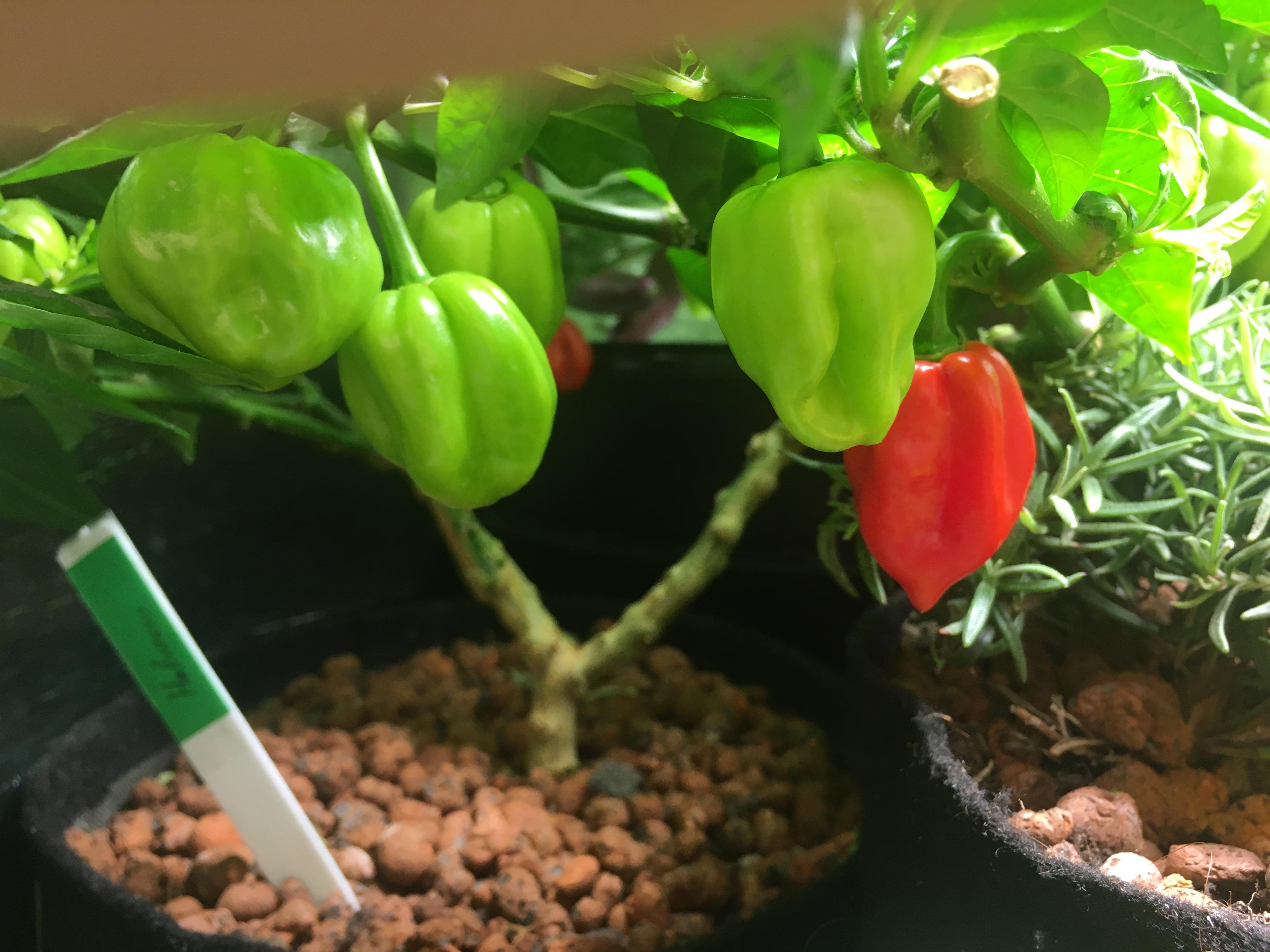 Habaneros getting the colors!