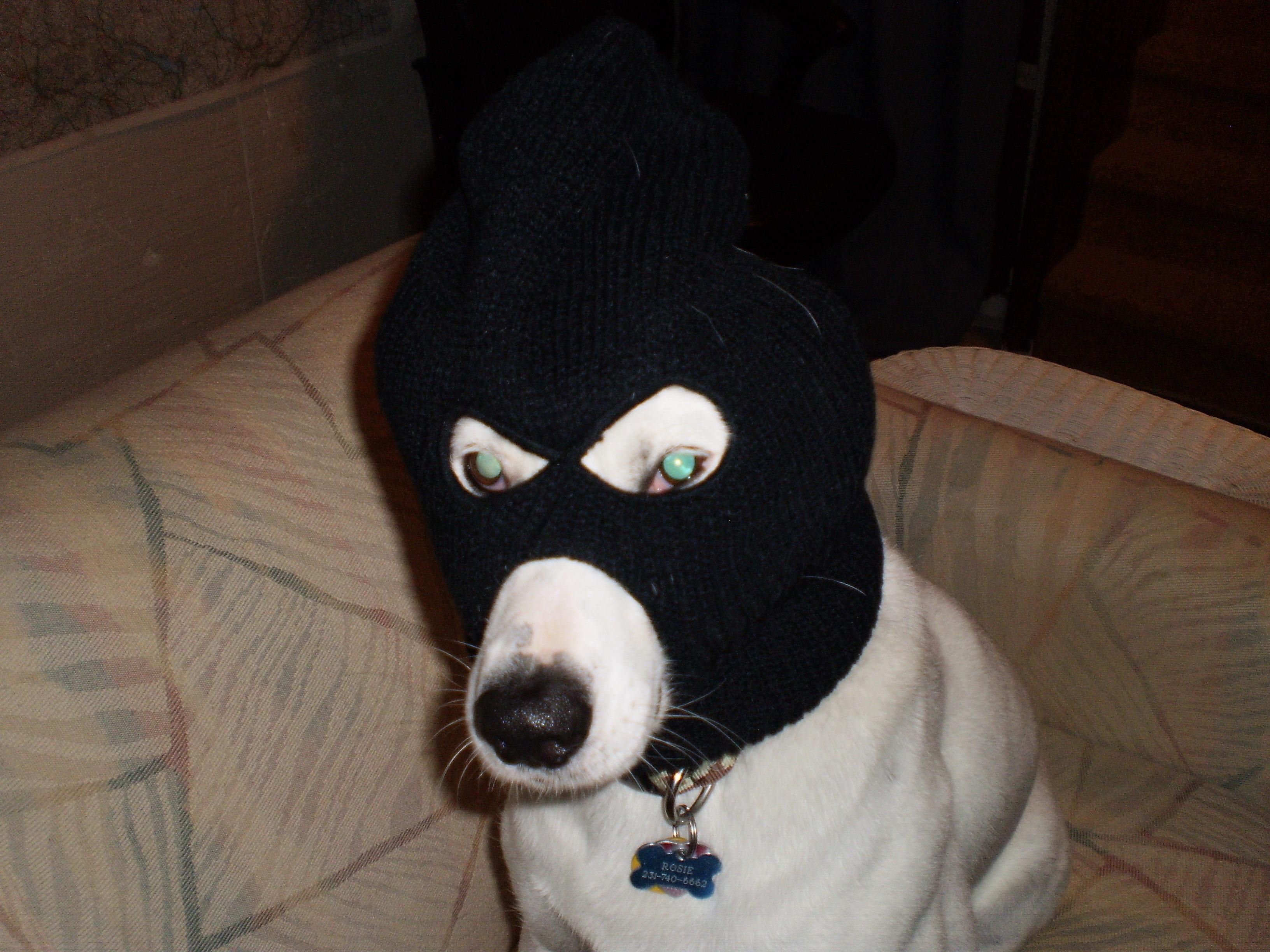 PsBattle Dog in ski mask