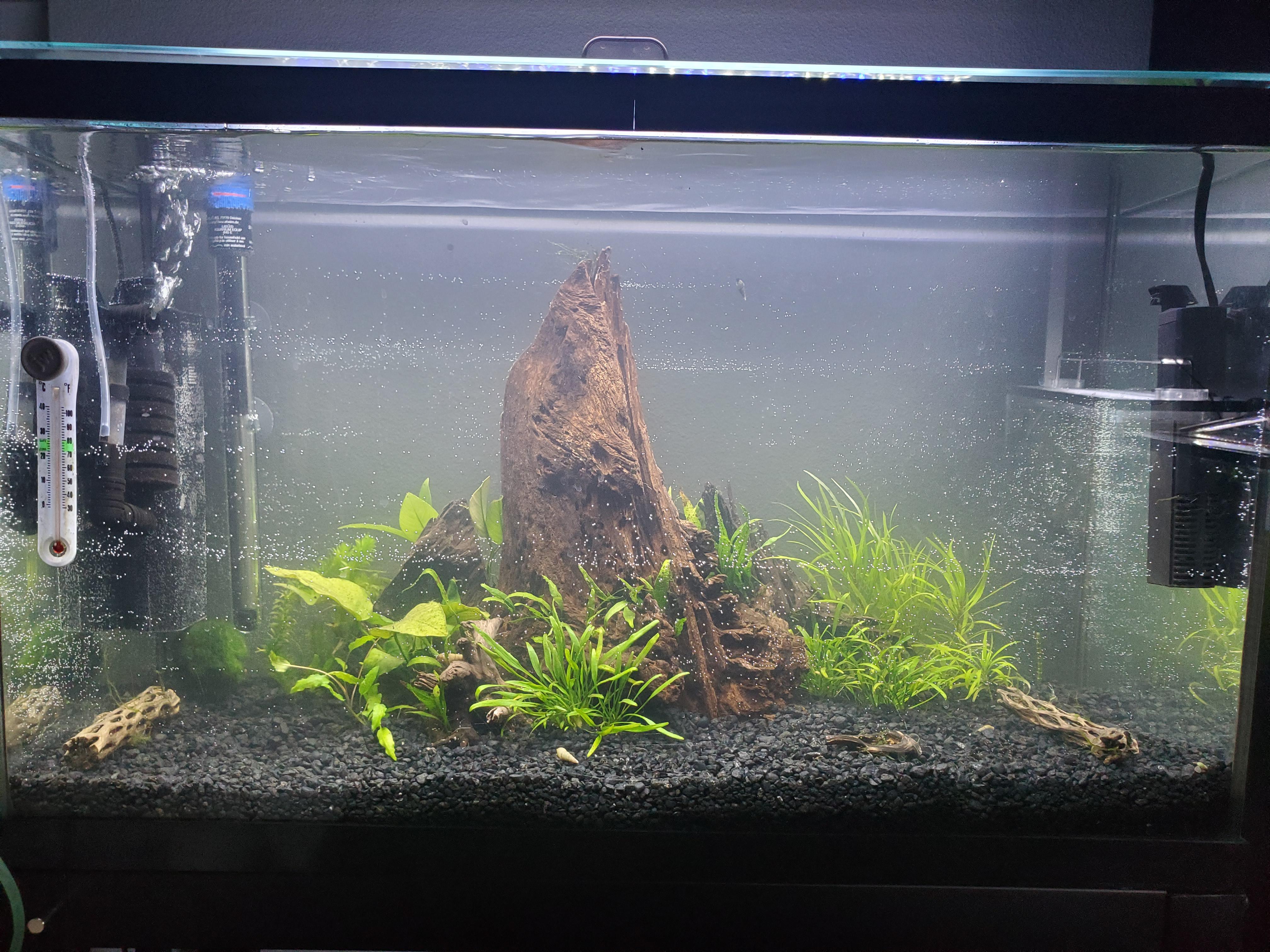 Finally got around to setting up my 29 Gallon. Stock Ideas? r/Aquariums