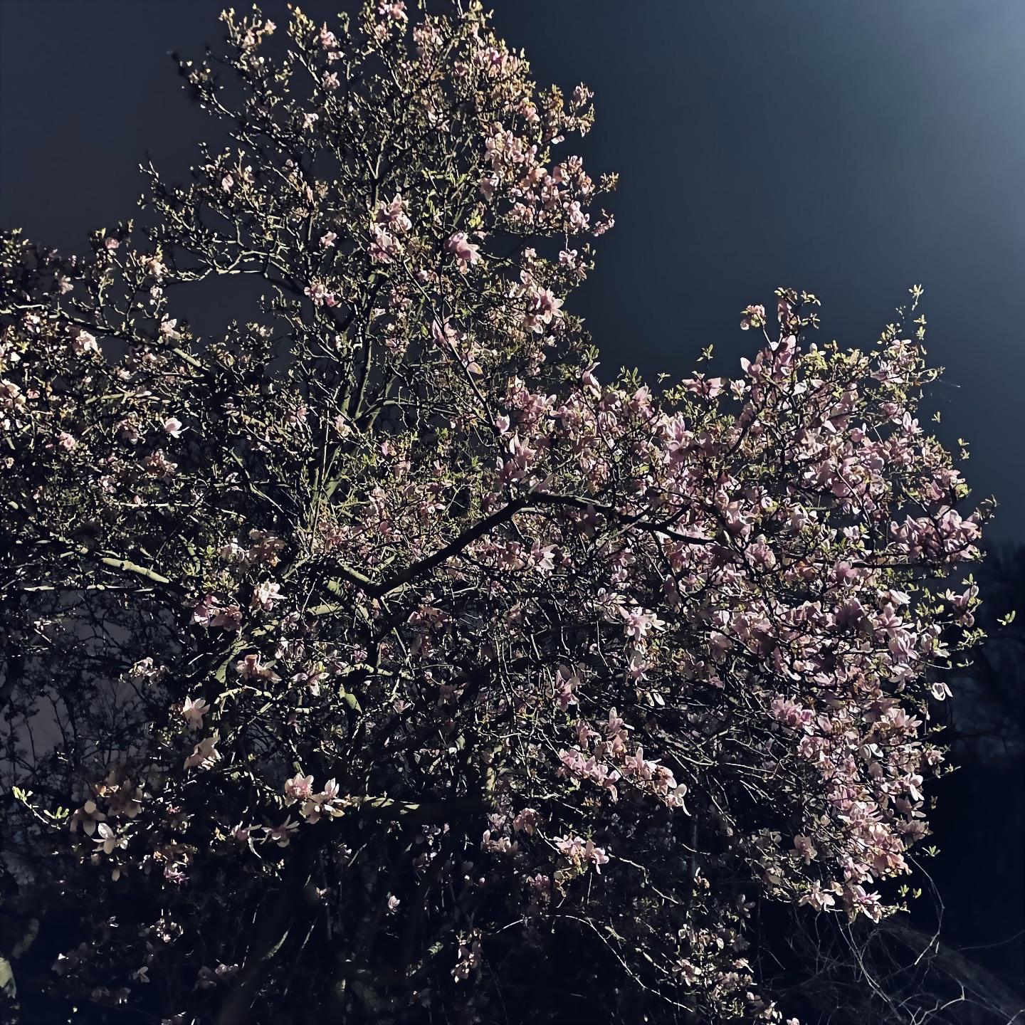 photo i took at Prospect Park at night, at the beginning of the