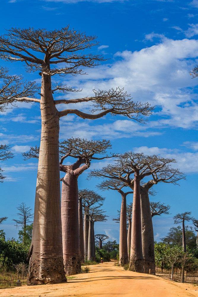 These Trees In Madagascar r/interestingasfuck