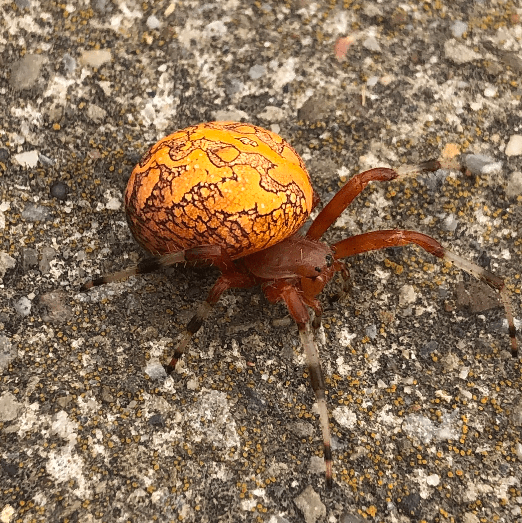 Recently came across this spider on a hike. Northeast Ohio. All wild spiders I’ve ever seen in
