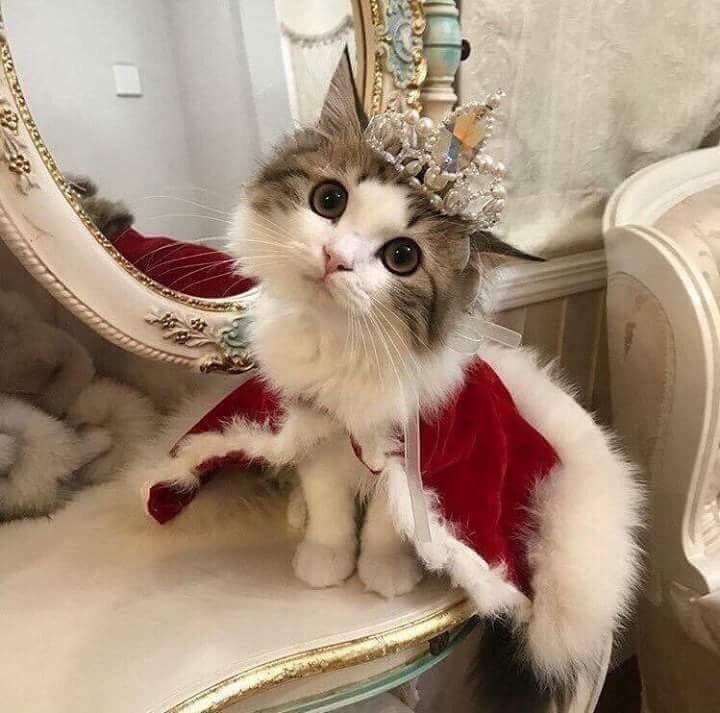 queen kitten r/aww