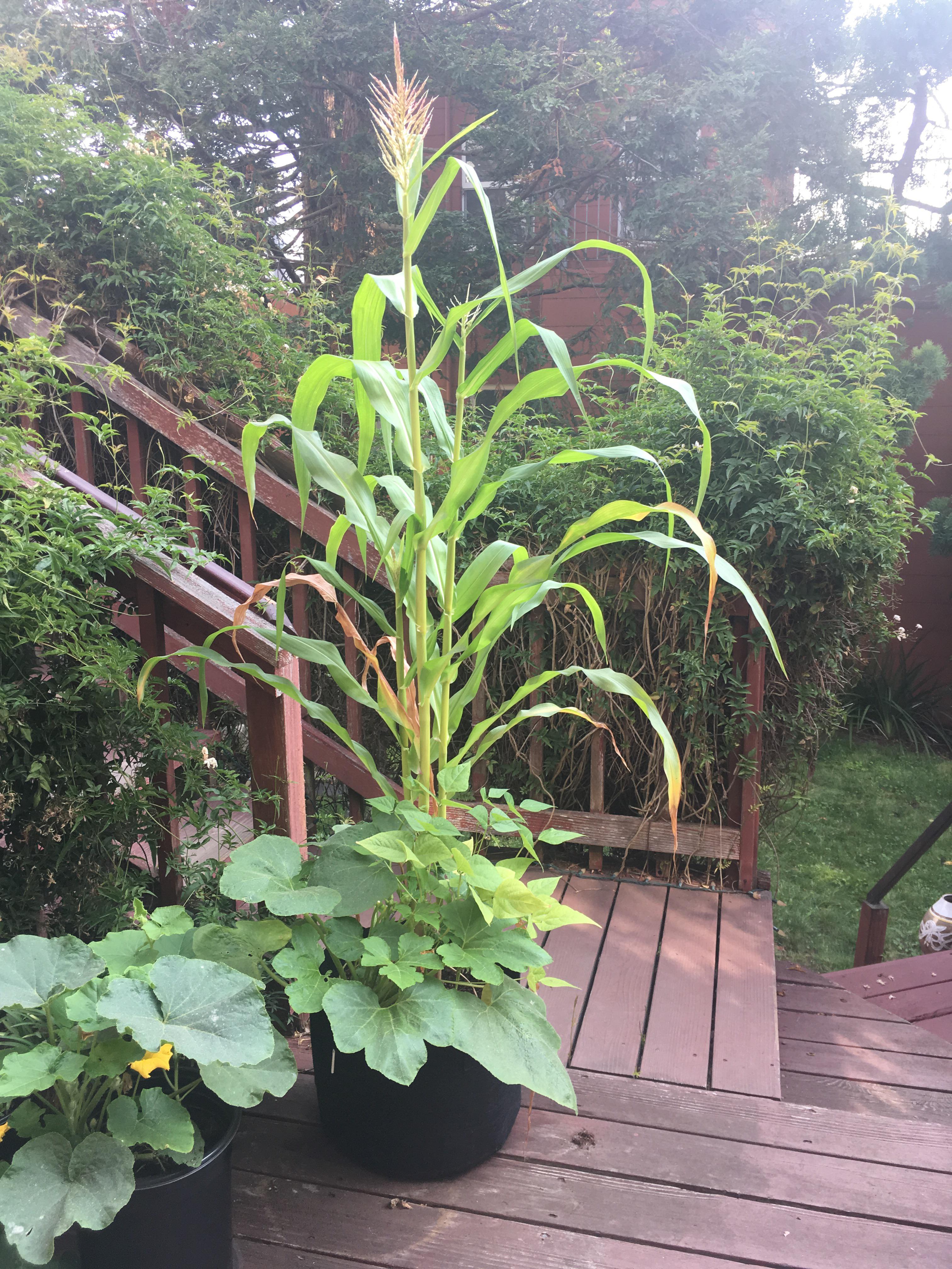 Apparently you *can* grow corn in a 10 gallon pot r/gardening