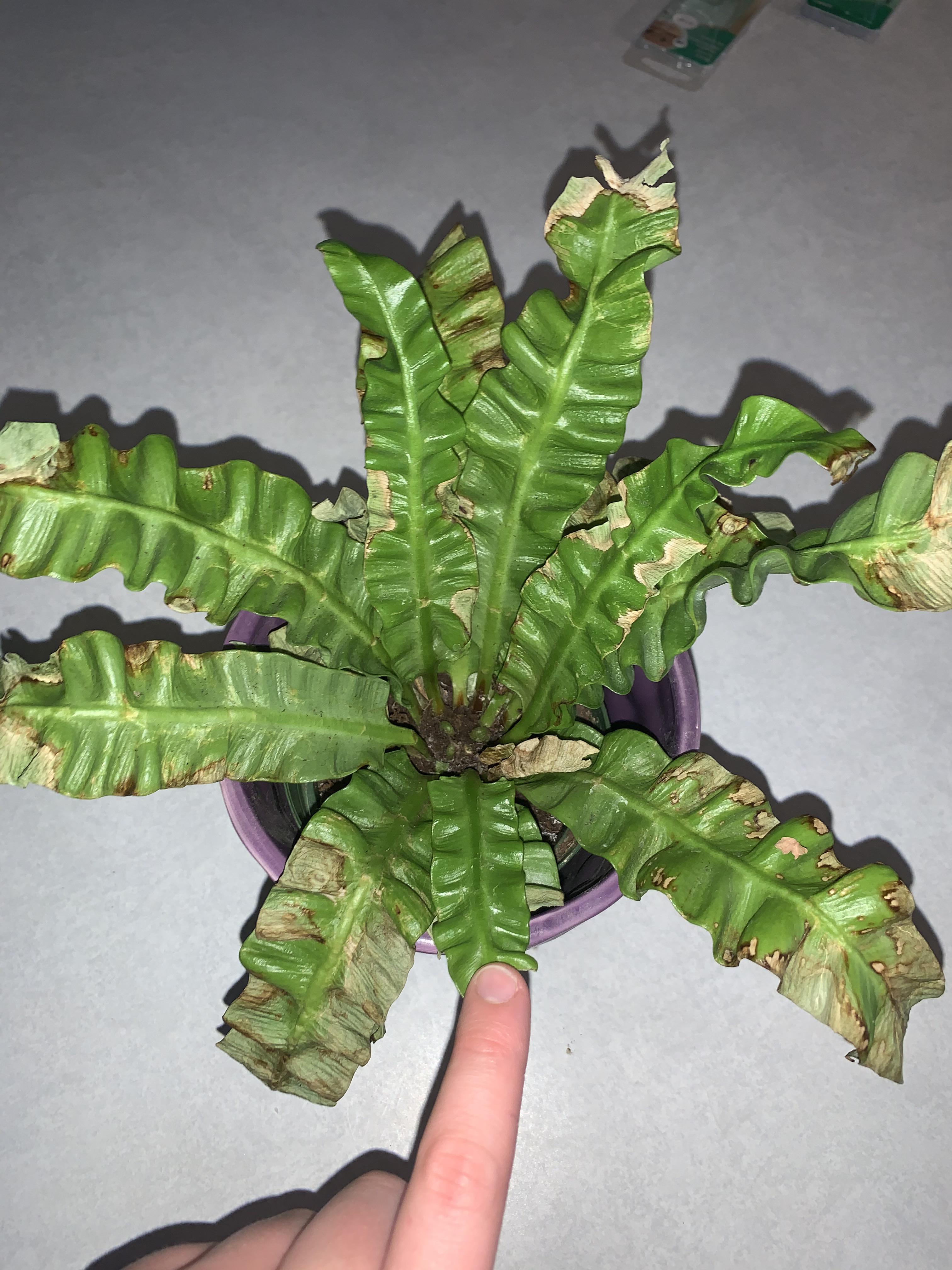 Crispy wave fern that got too close to a cold window Should i cut down