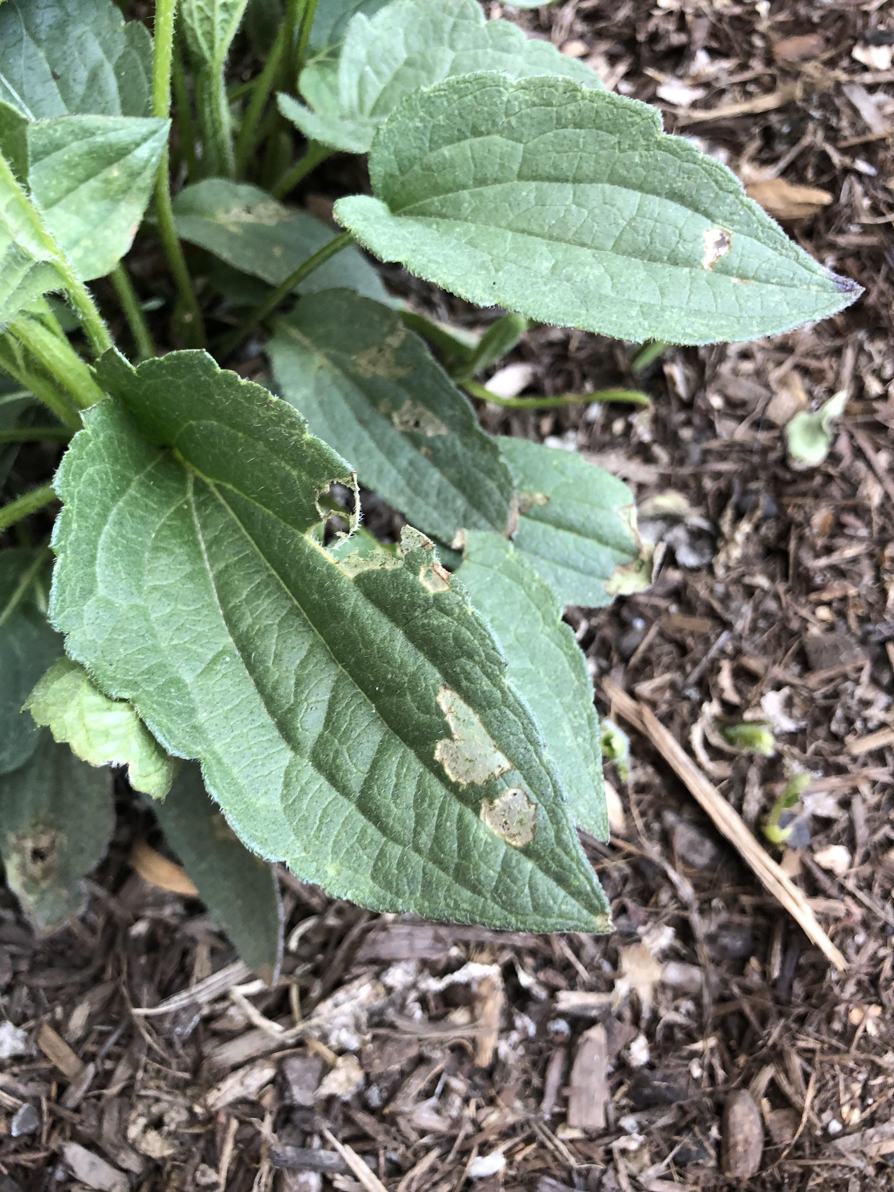What’s eating my rudbeckia? I’ve noticed this similar pattern on