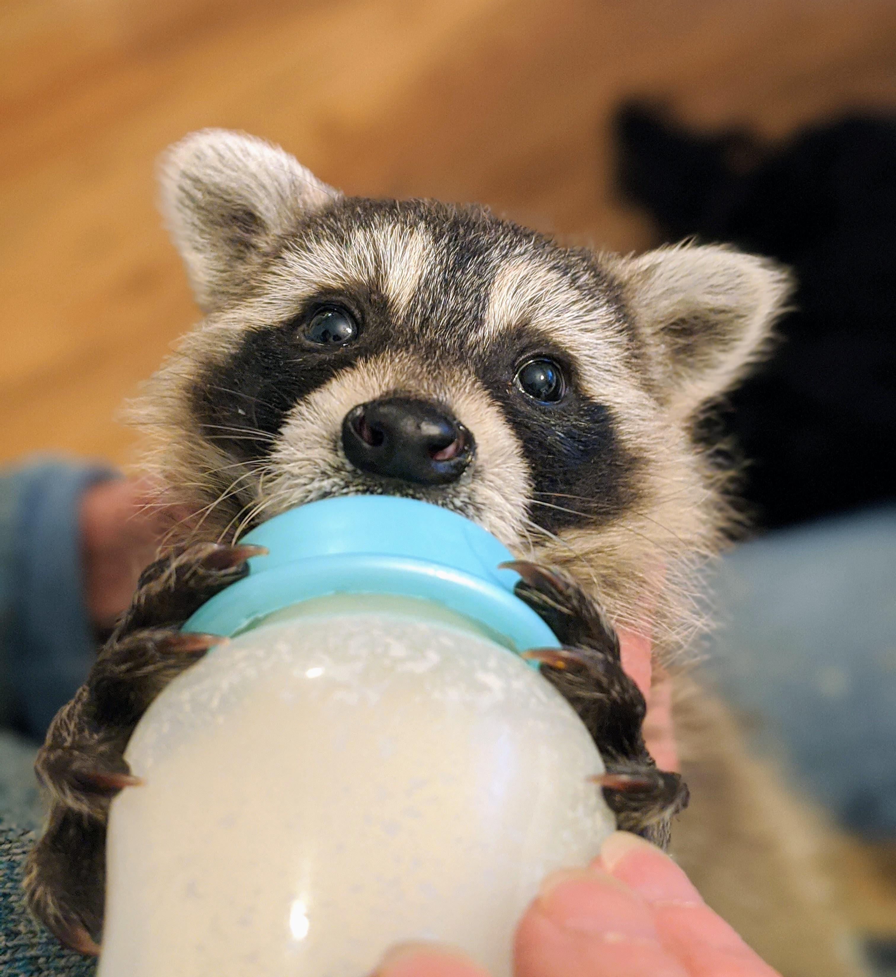 Rescued baby trash panda cuteanimals