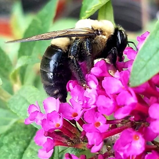 Happy little bumblebee on a butterfly bush this morning bees
