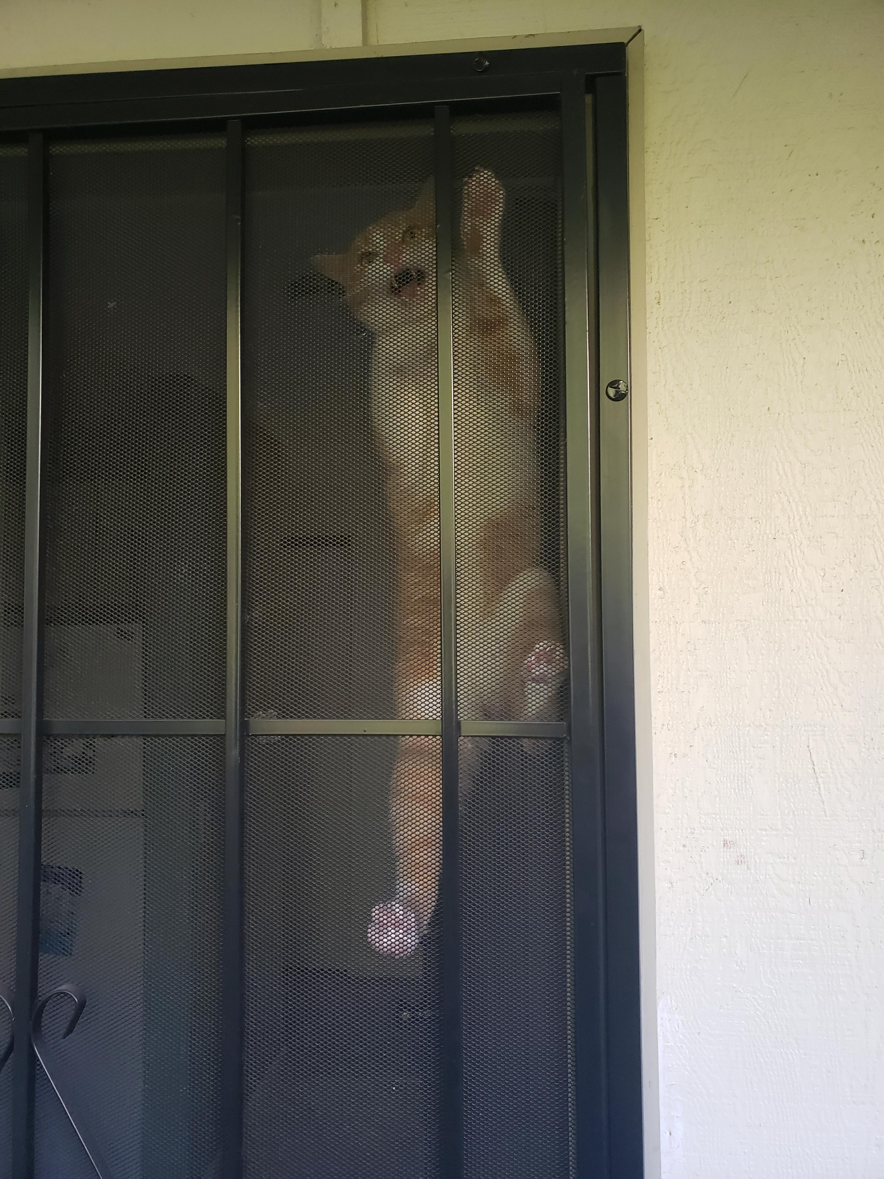 My Roommates' Cat Really Wants to go Outsie r/pics