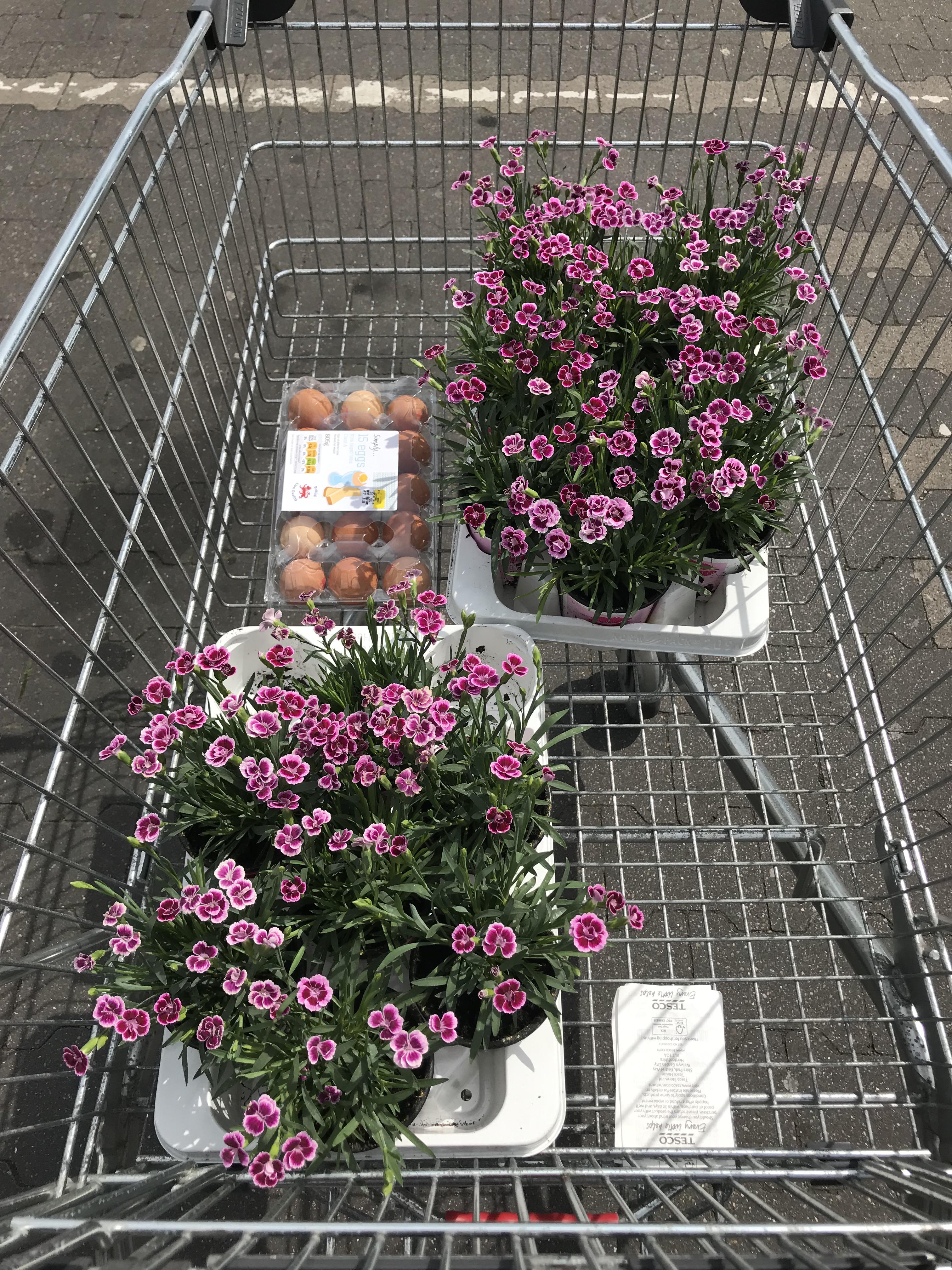 Instore Tesco Flowers In Store Fresh Flowers Tesco Groceries / Check