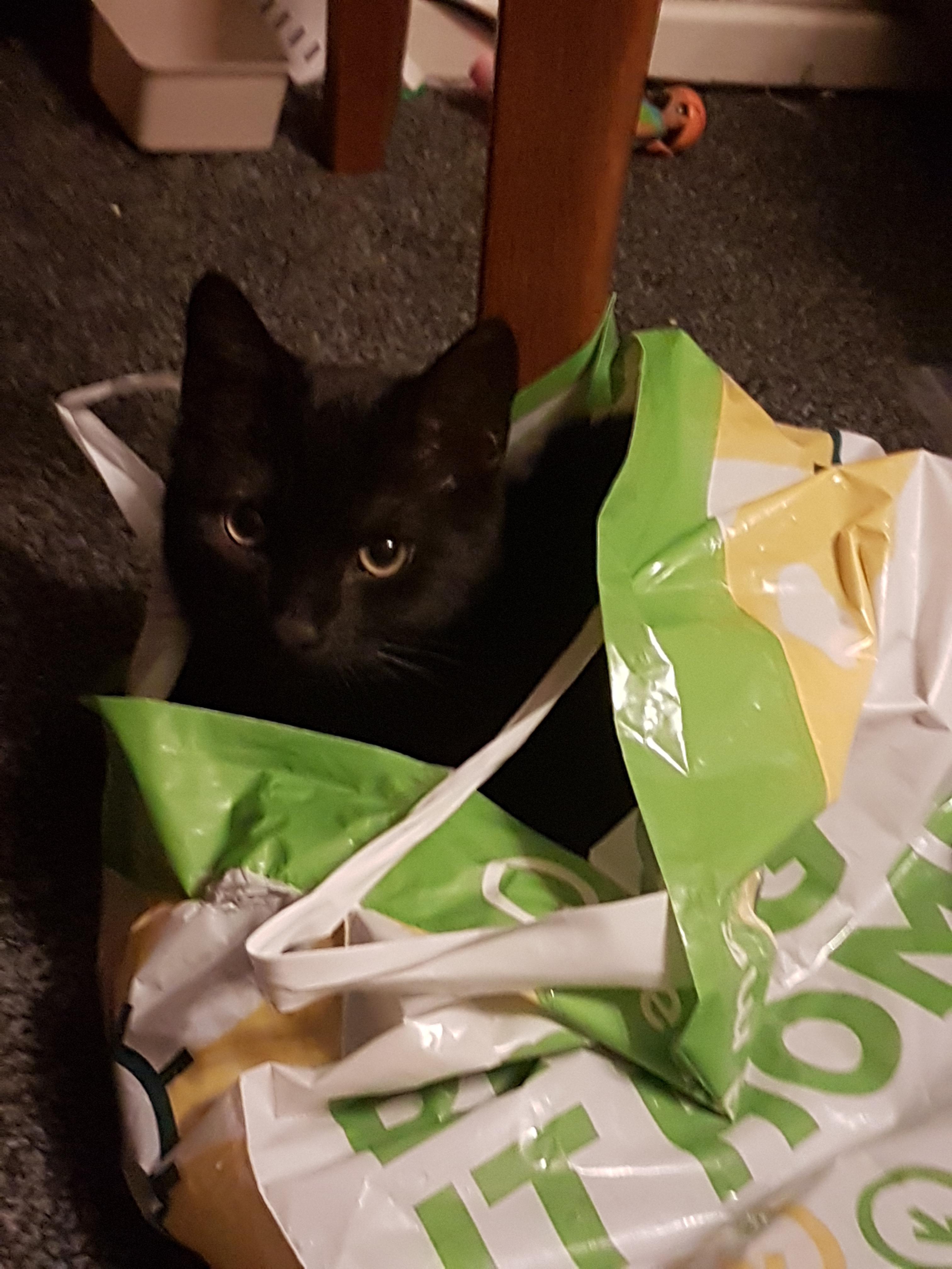 Can anyone tell me why my kitten Alduin loves to sit in carrier bags xD
