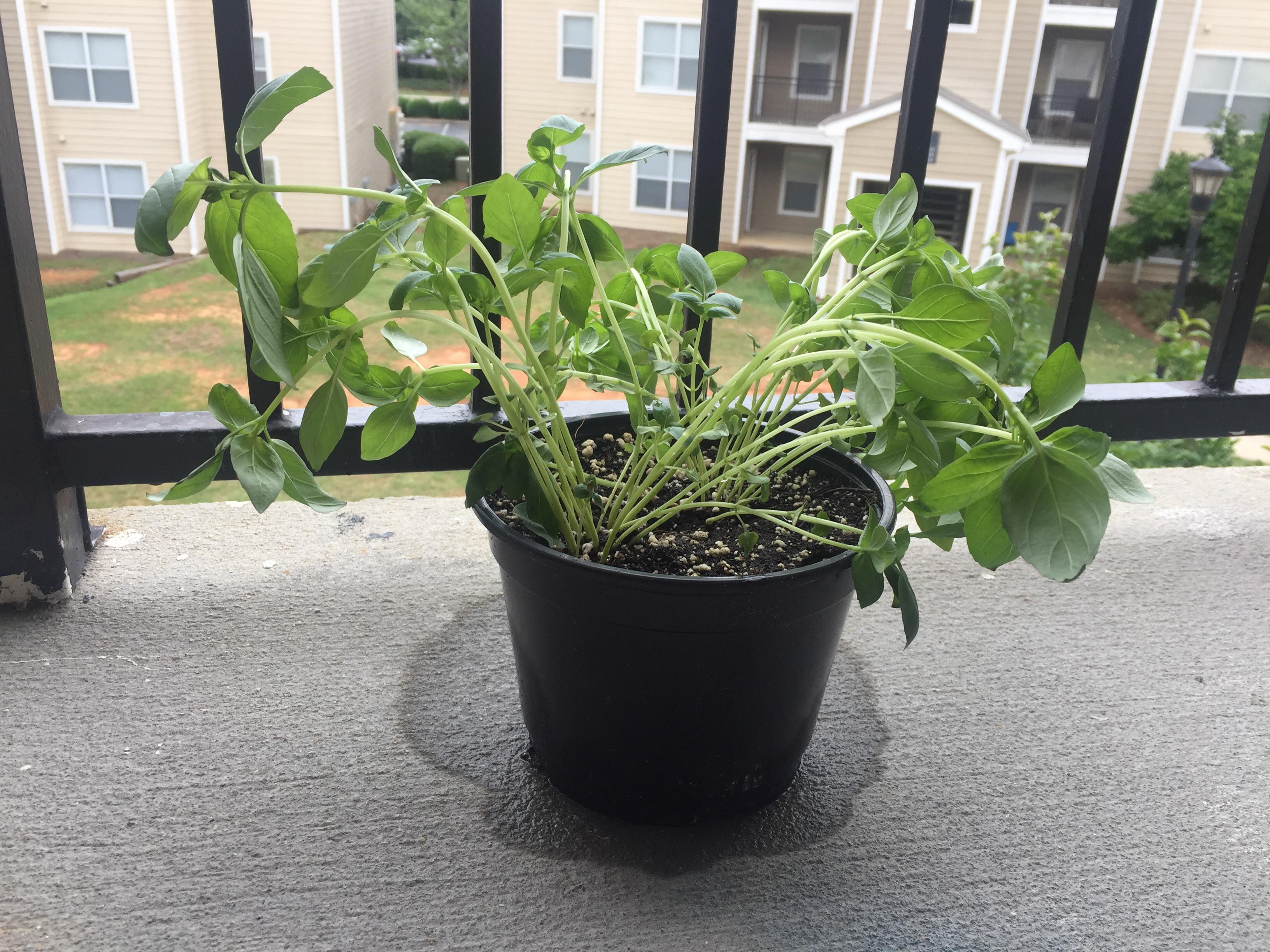 Trying to save this little basil plant I bought from the grocery store