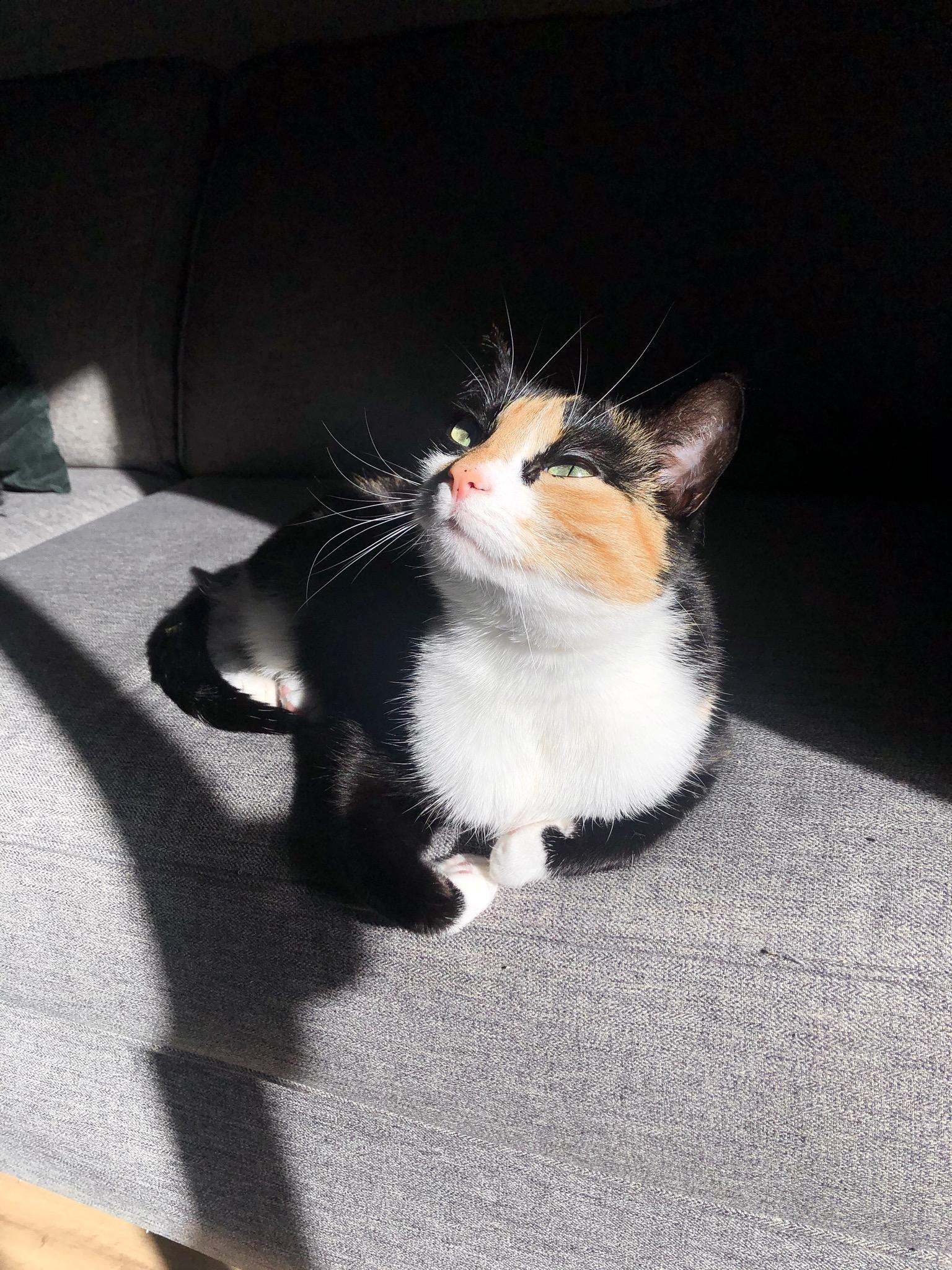 I am so obsessed with her r/cats