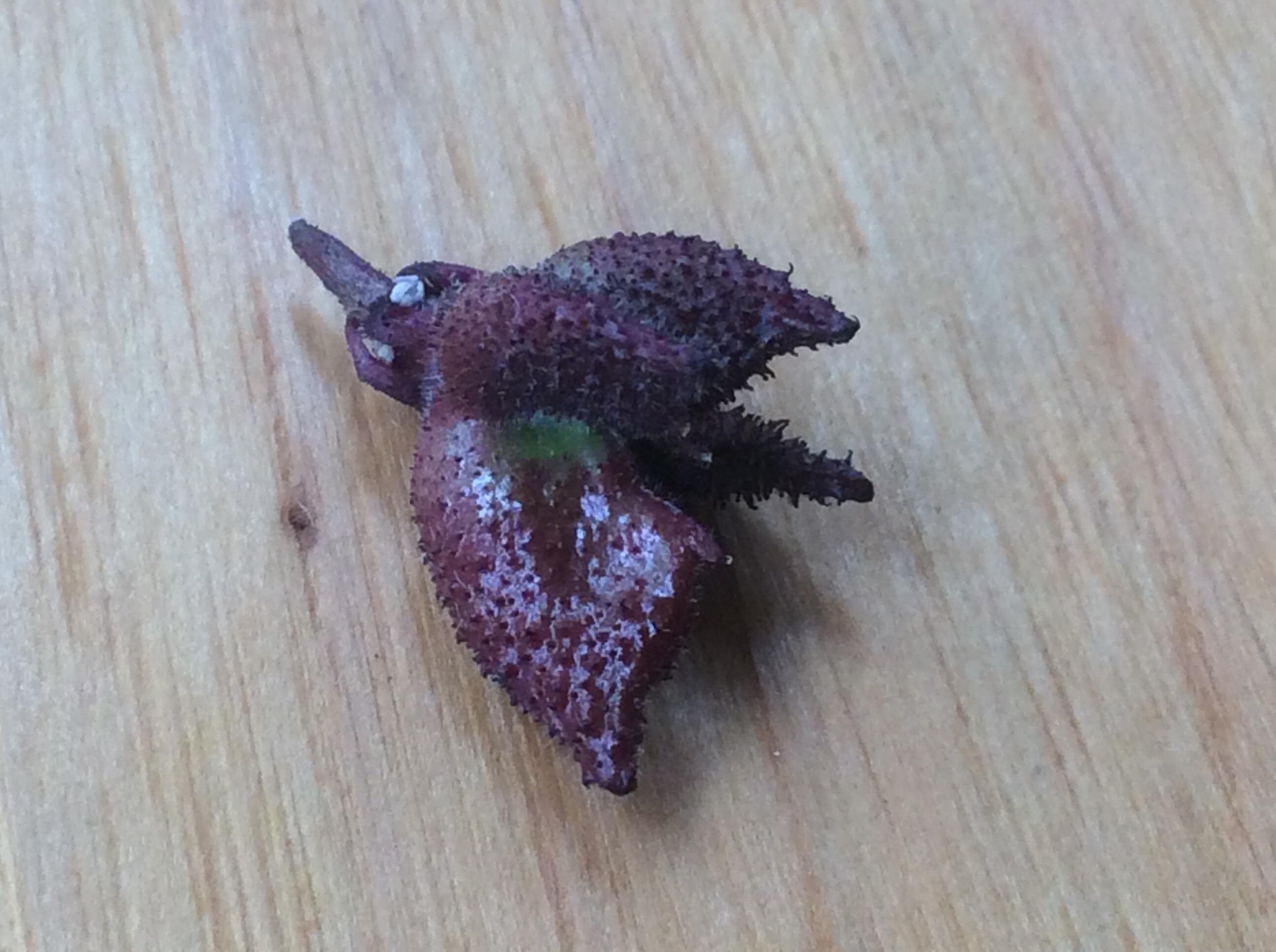 Found this seed pod, smells strongly of lemons, any idea which plant it