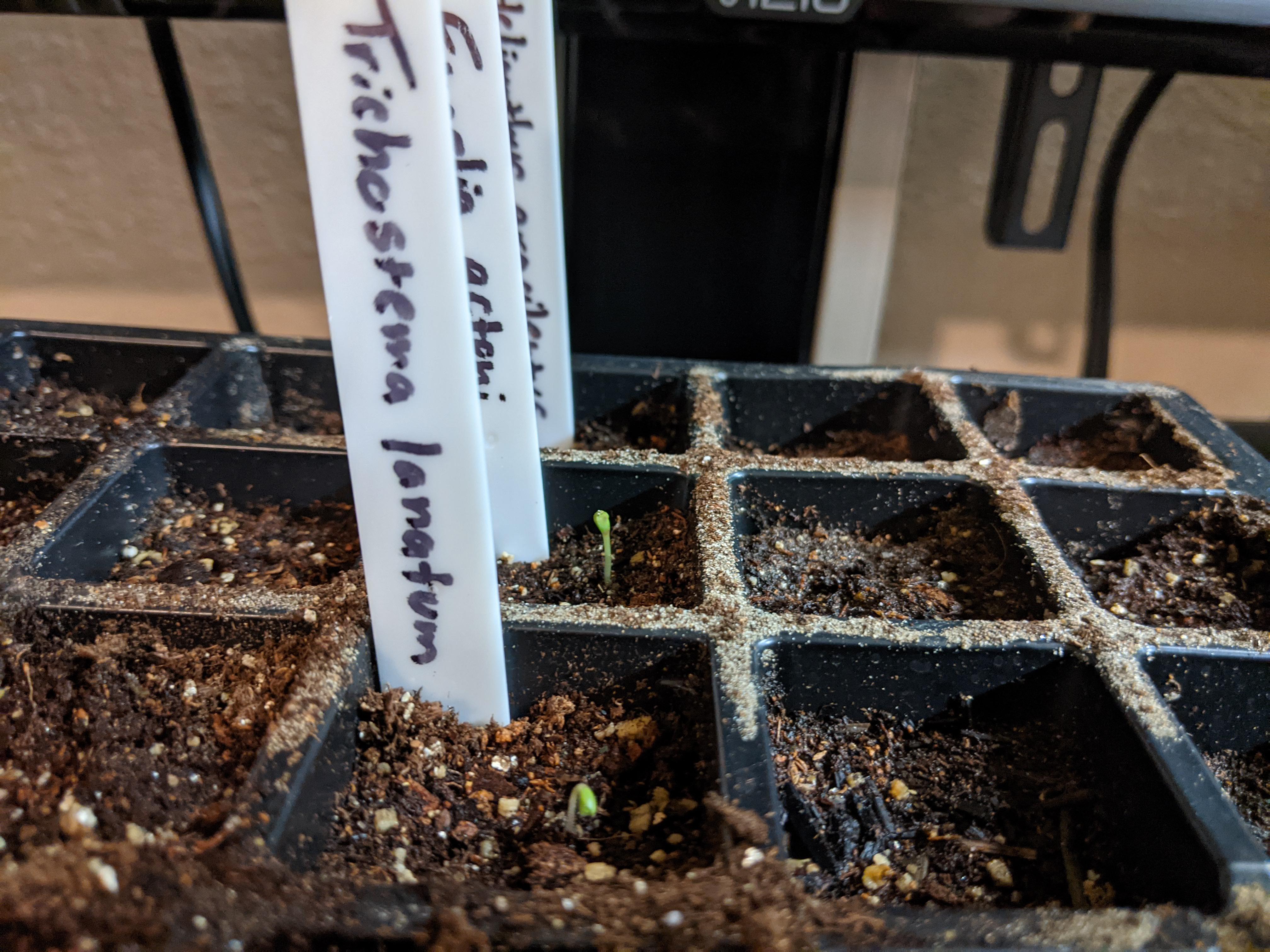 Wooly Blue Curls (Trichostema lanatum) germinating! 5yearold seed