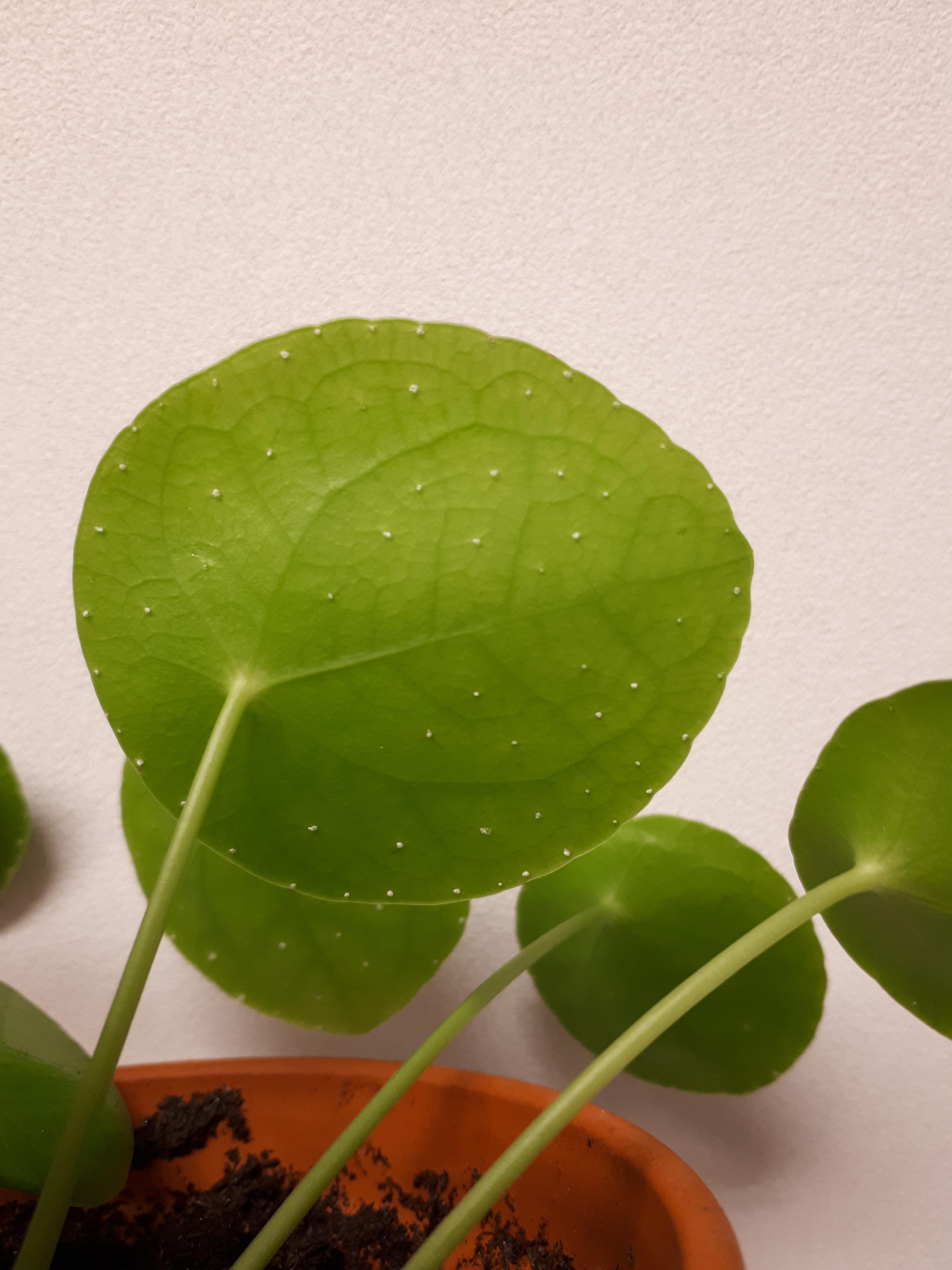What are these white spots on my pilea peperomioides? r/houseplants