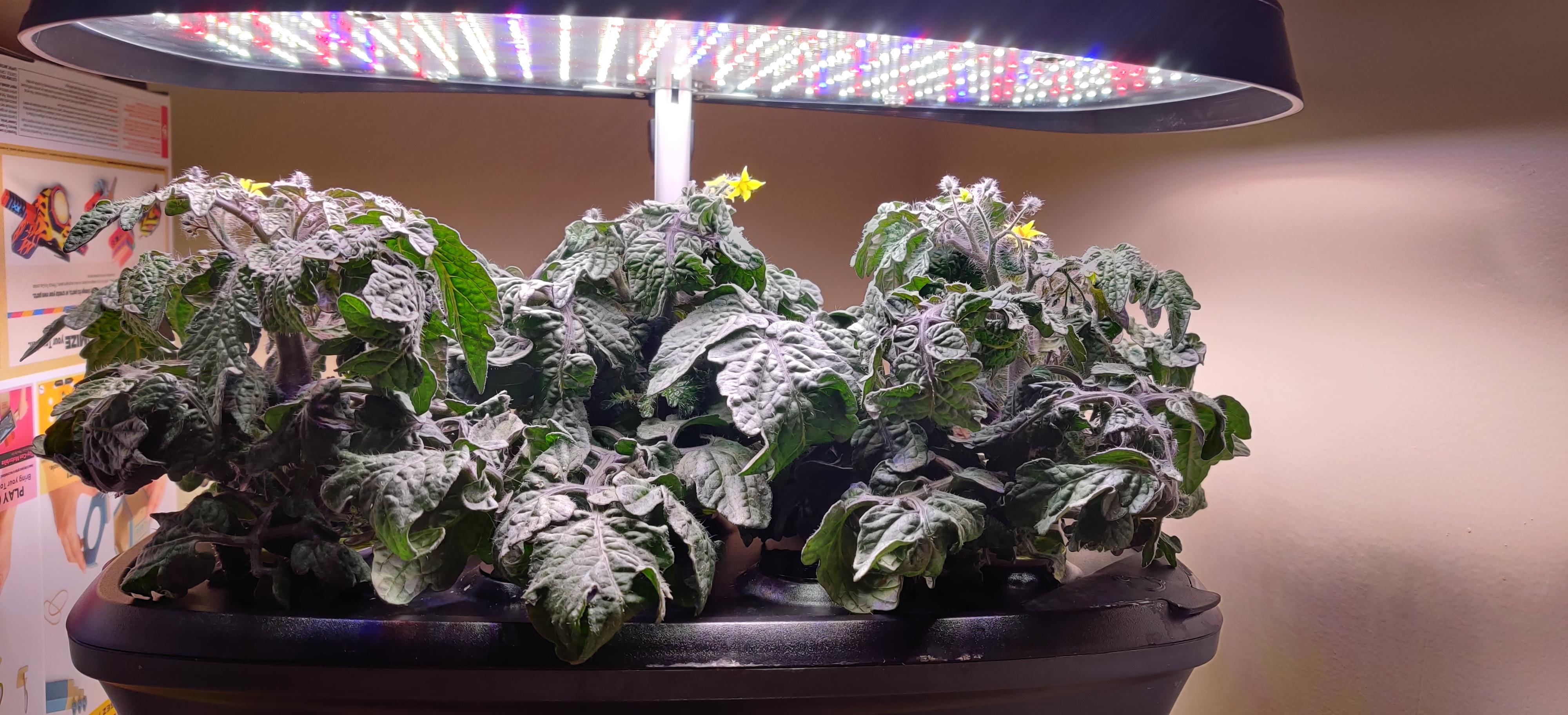 Finally flowers, now what? r/aerogarden