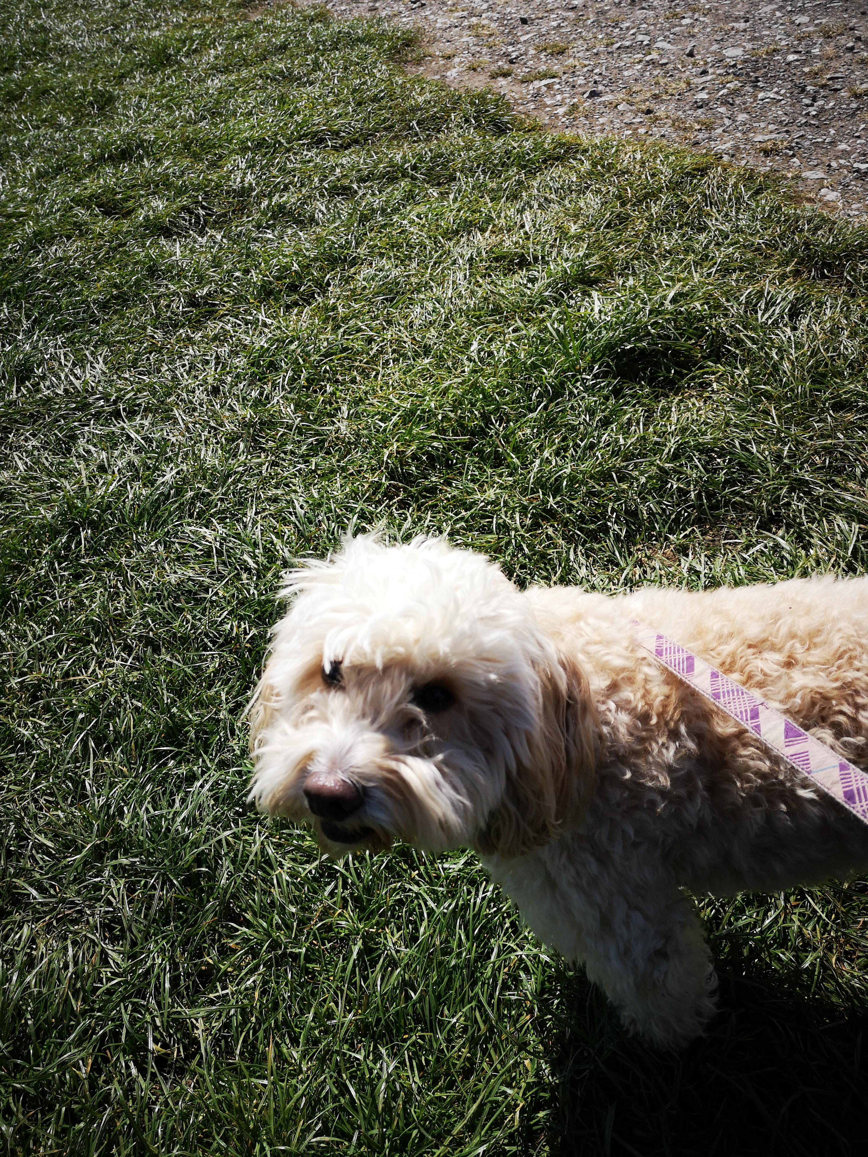 A Picture Of My Dog, Iggy, Who Personally I Find Extremely Cute! r/aww