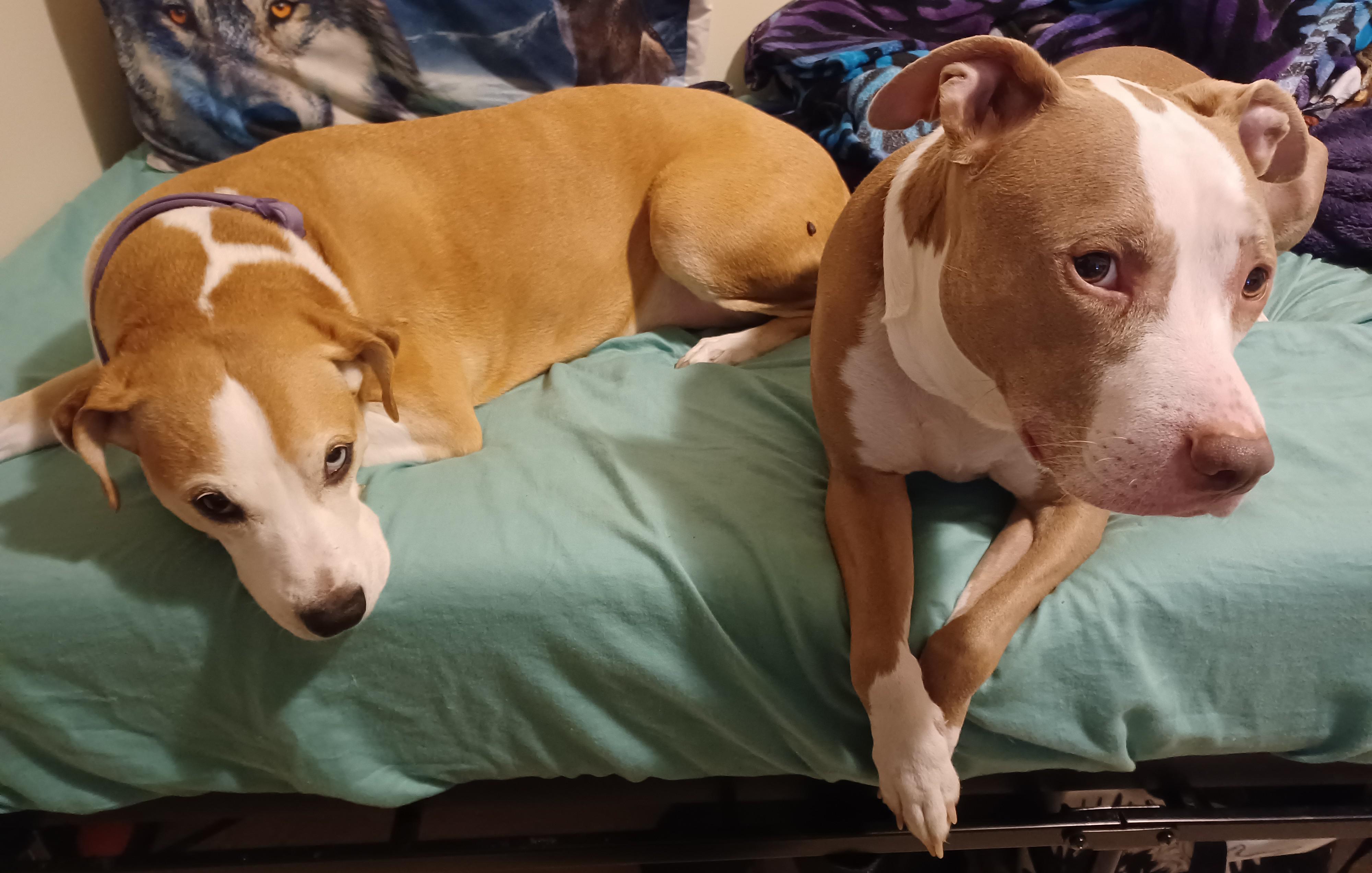 Struggling to move out since most apartments here consider these guys an aggressive breed