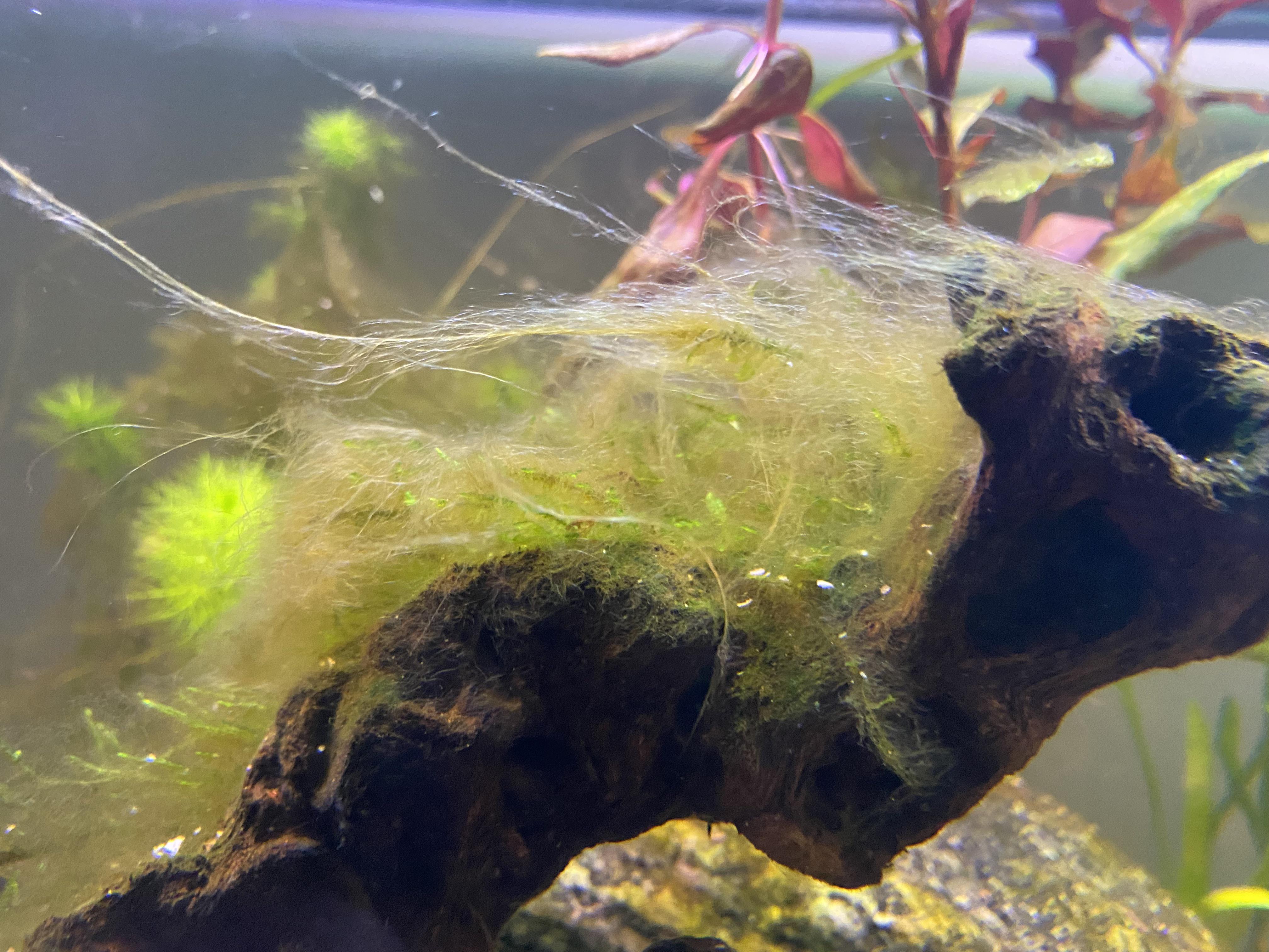 Any advice on how to best get rid of the below algae? Thank you!! r
