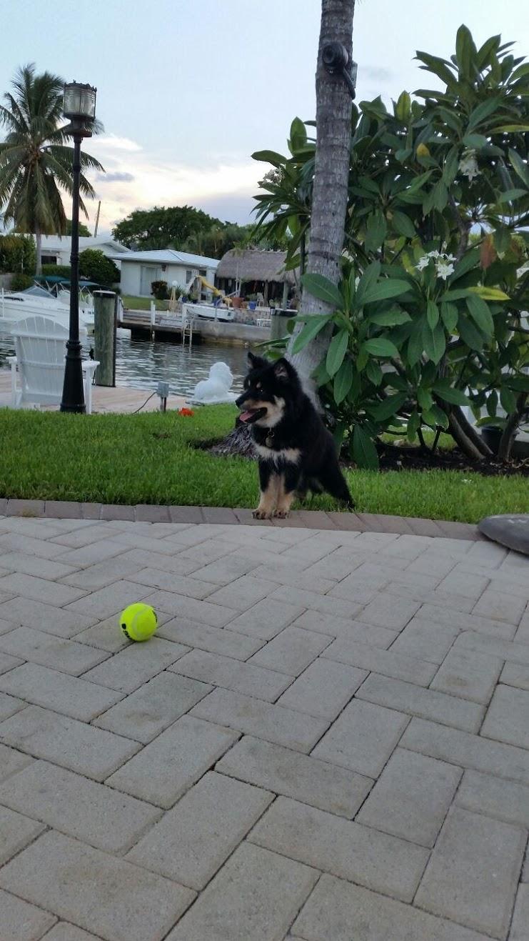 Monty the fluffy puppy (u/Montanita) Reddit