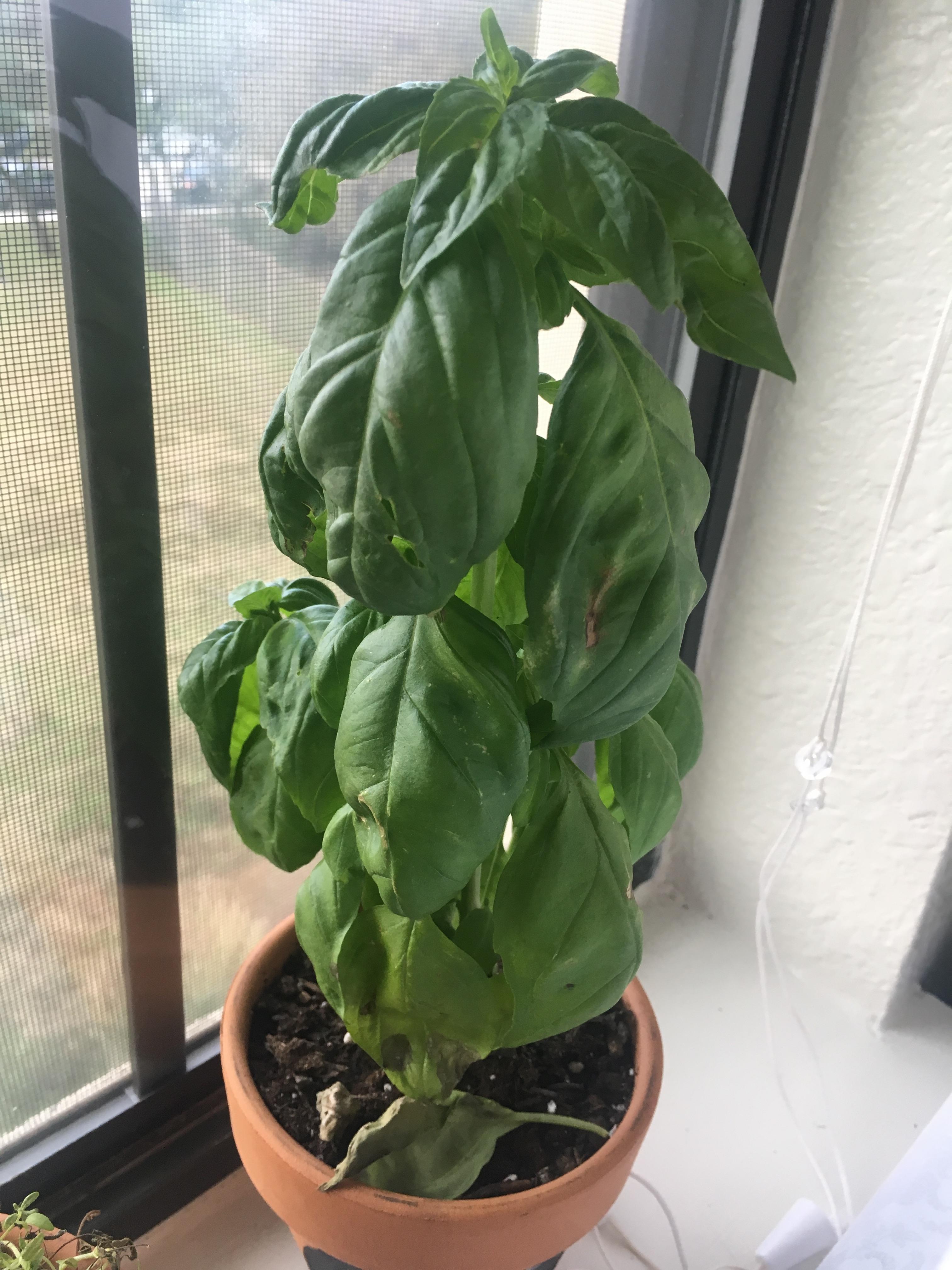 Why is my basil developing brown spots and sagging? r/gardening