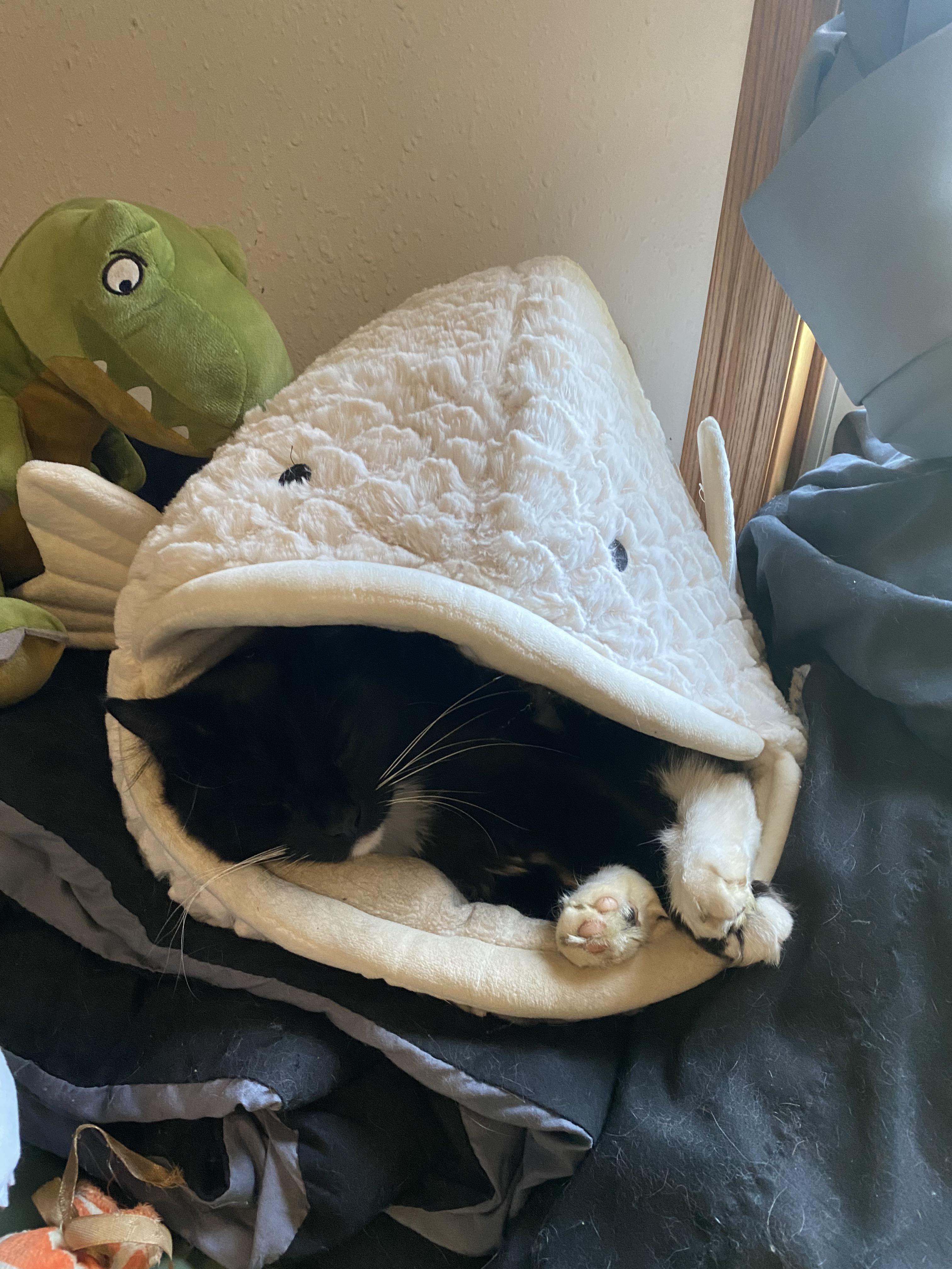 Cat swallowed whole by fish r/cats