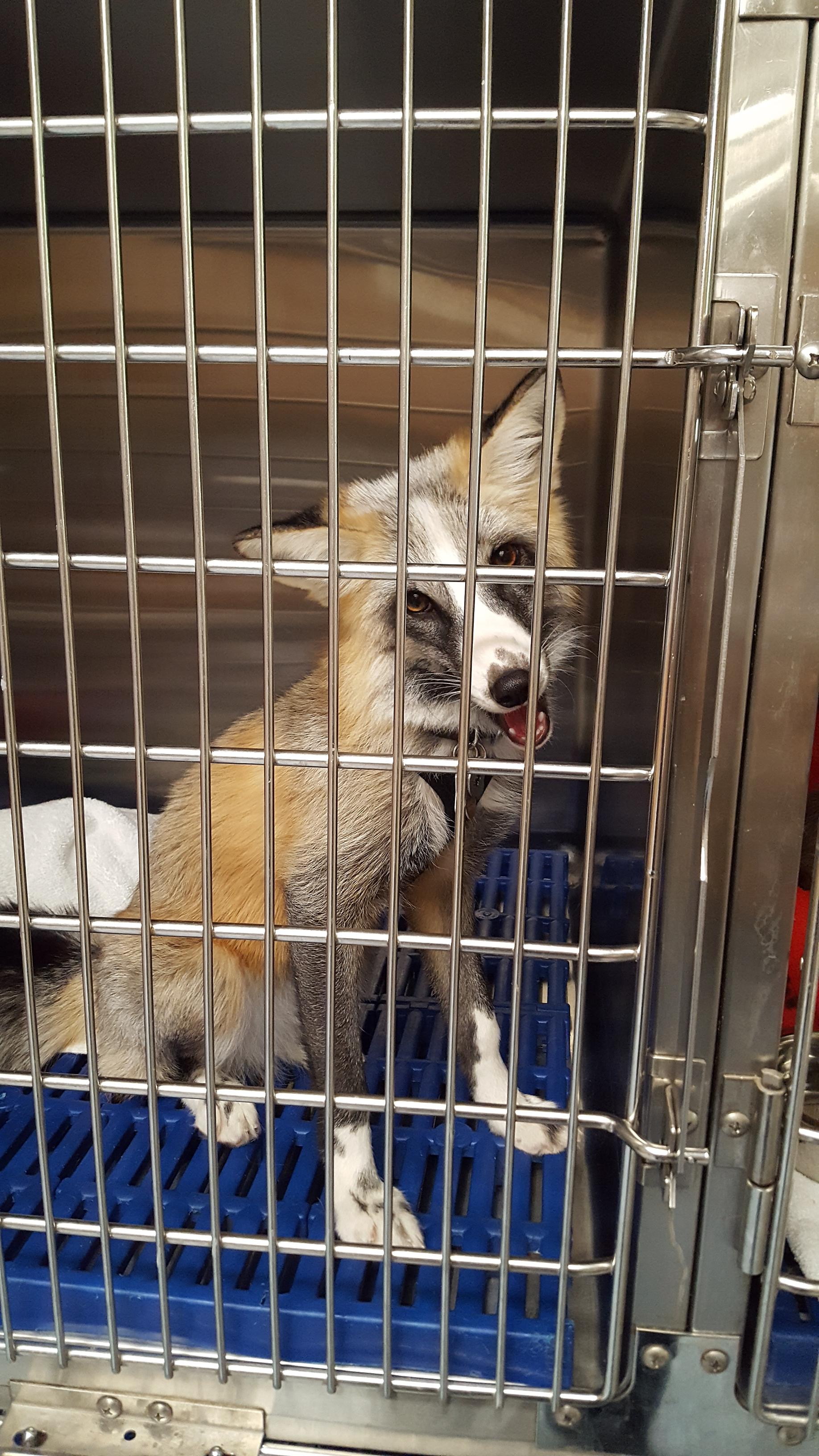 I'm a vet tech at an exotic hospital. Here is a cute friend I met a