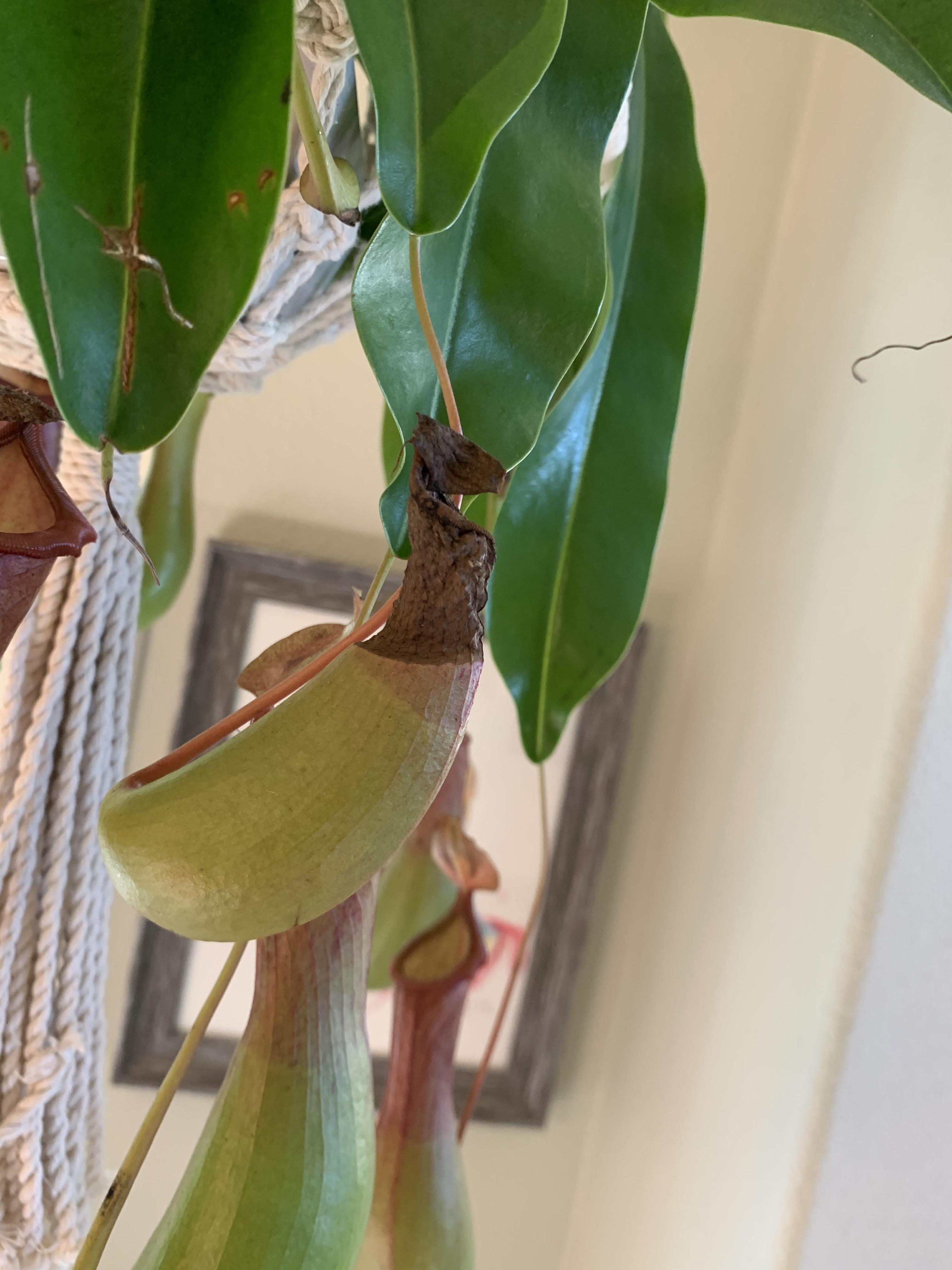 What is happening to my pitcher plant? Is it normal? Anything I should