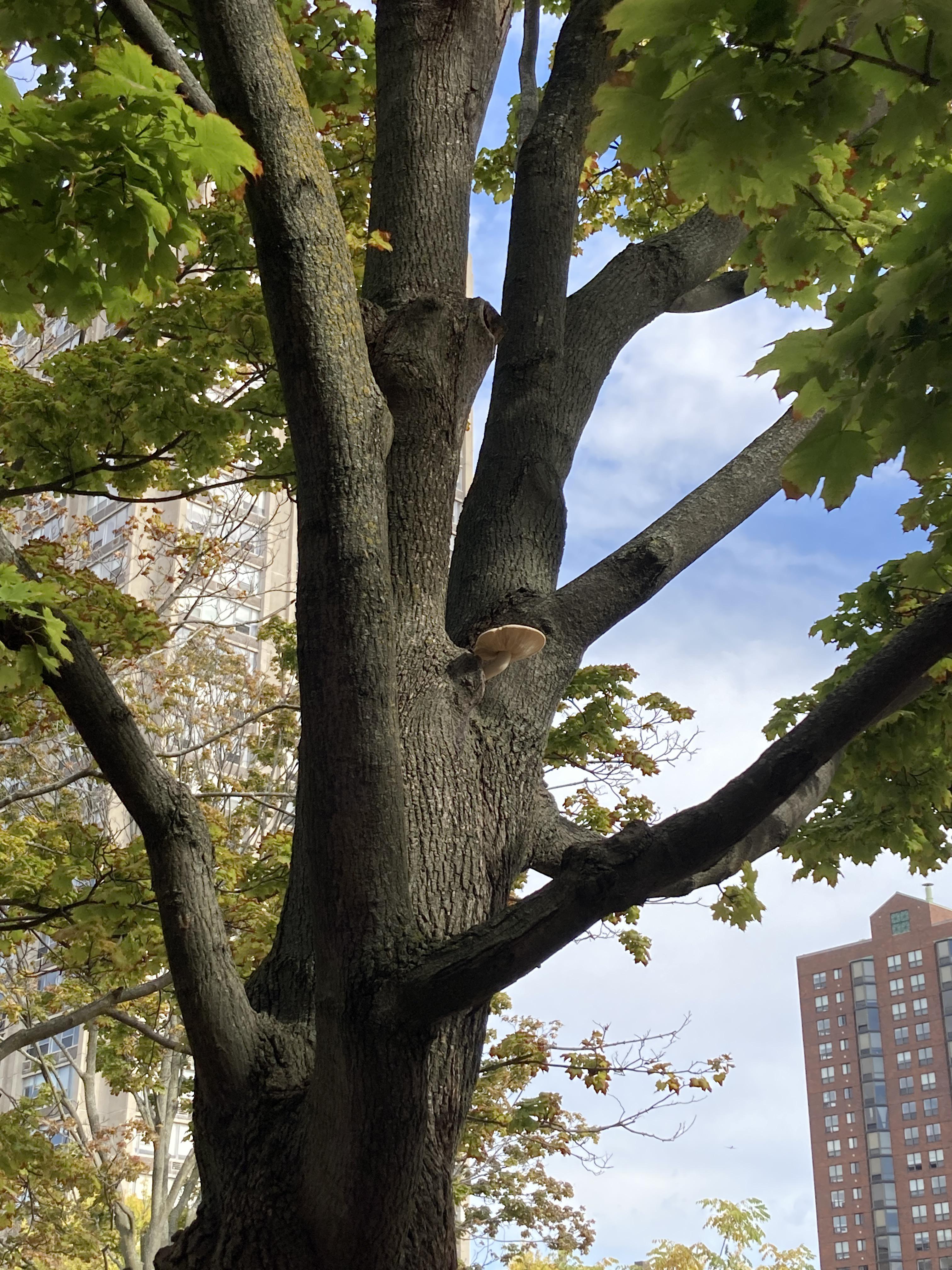 I saw this mushroom growing on a tree like a tree branch r