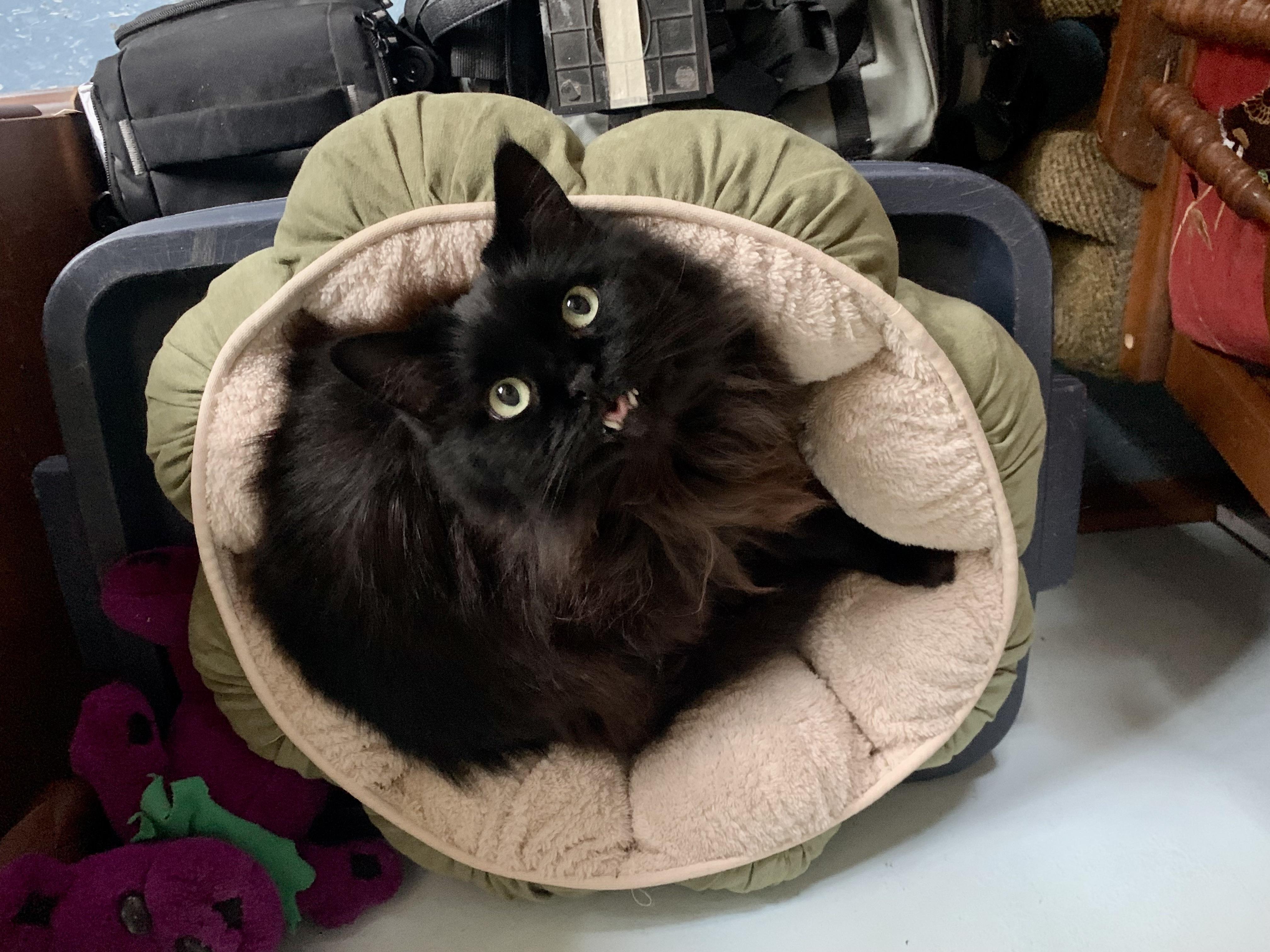 Flea and tick alternatives!? r/cats