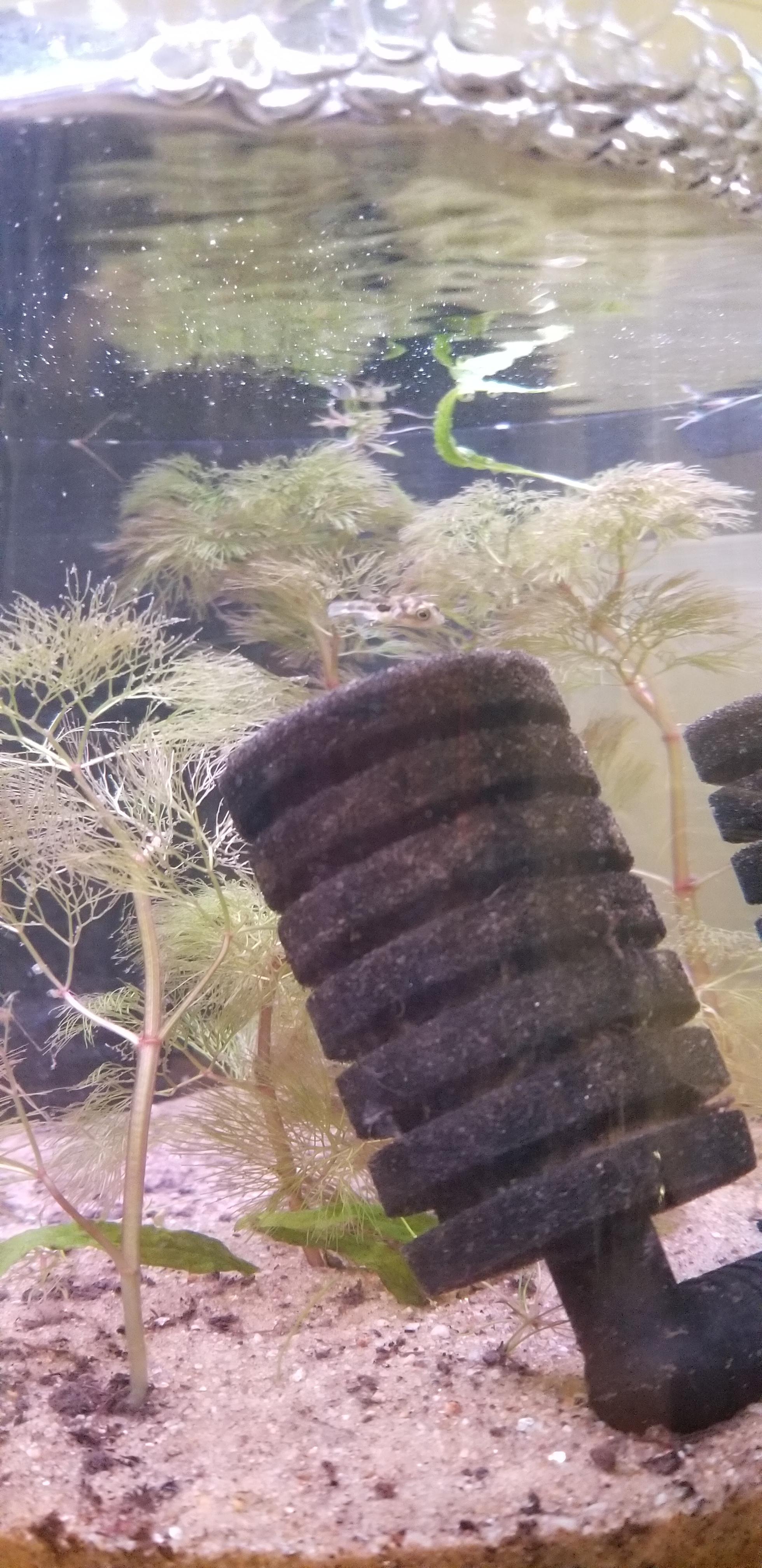 PRO TIP When housing pea puffers, use an organic potting mix as a base