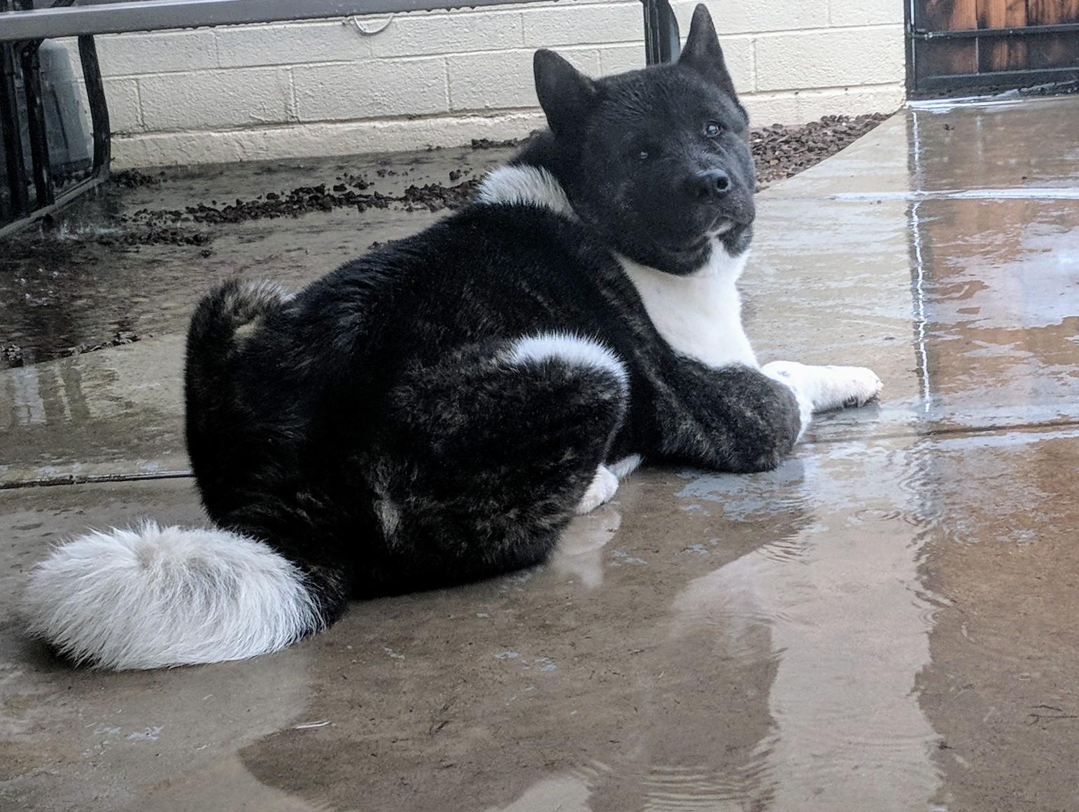 Sitting outside in the rain is one of his favorite activities. r/akita