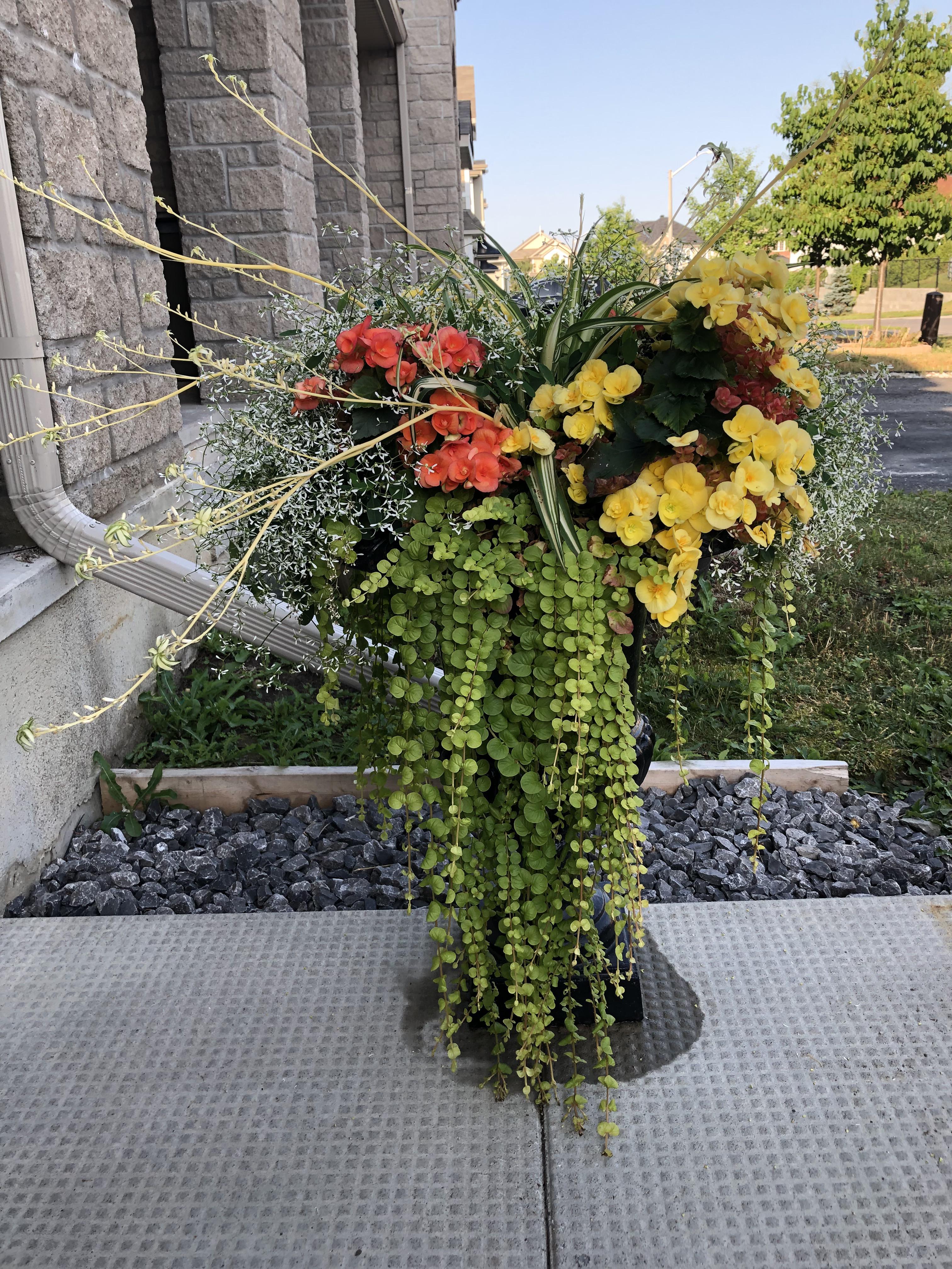 Rescued this planter from the discount section! What is the hanging