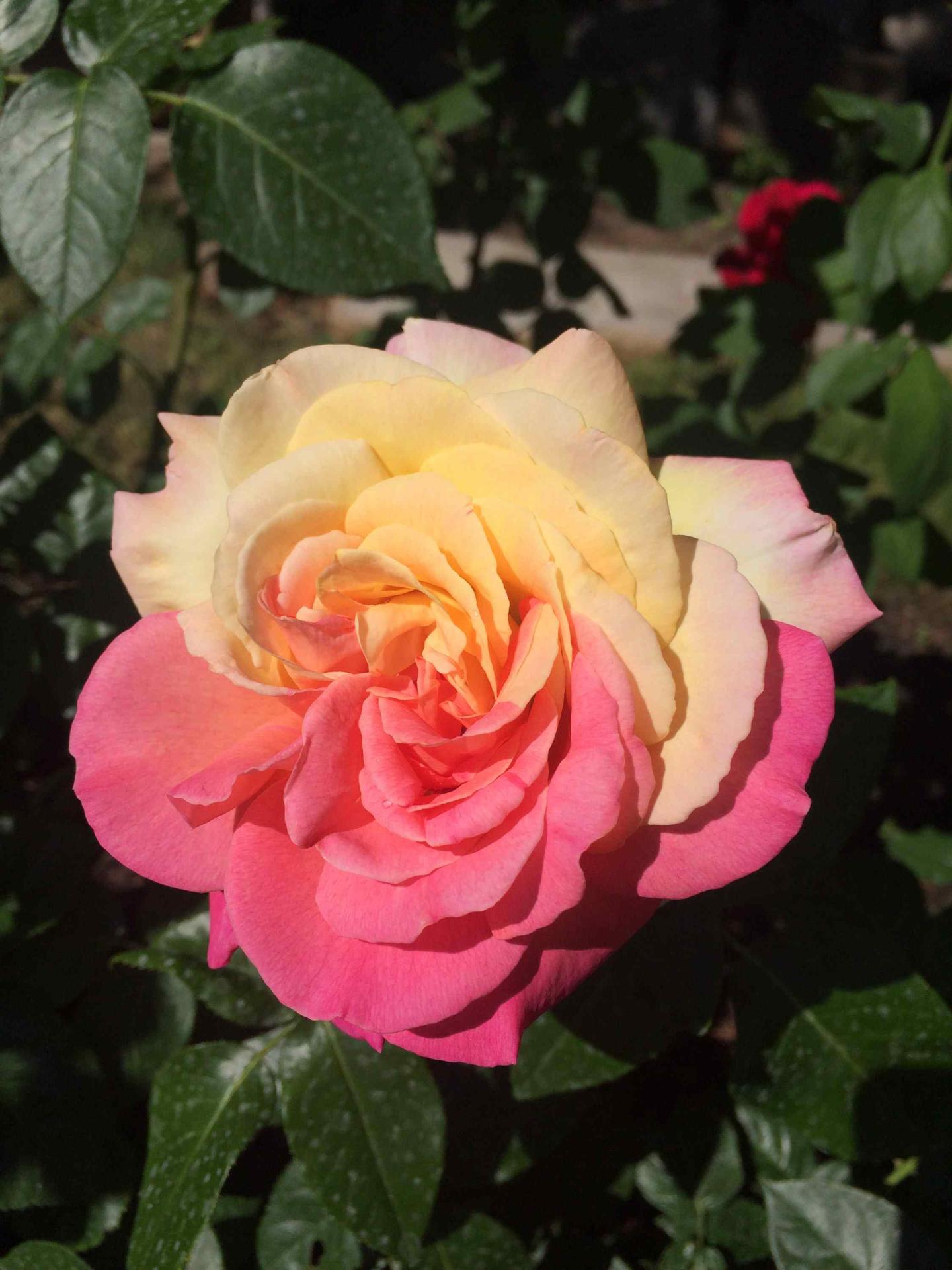 This beautiful two toned rose in my garden. I have never seen this