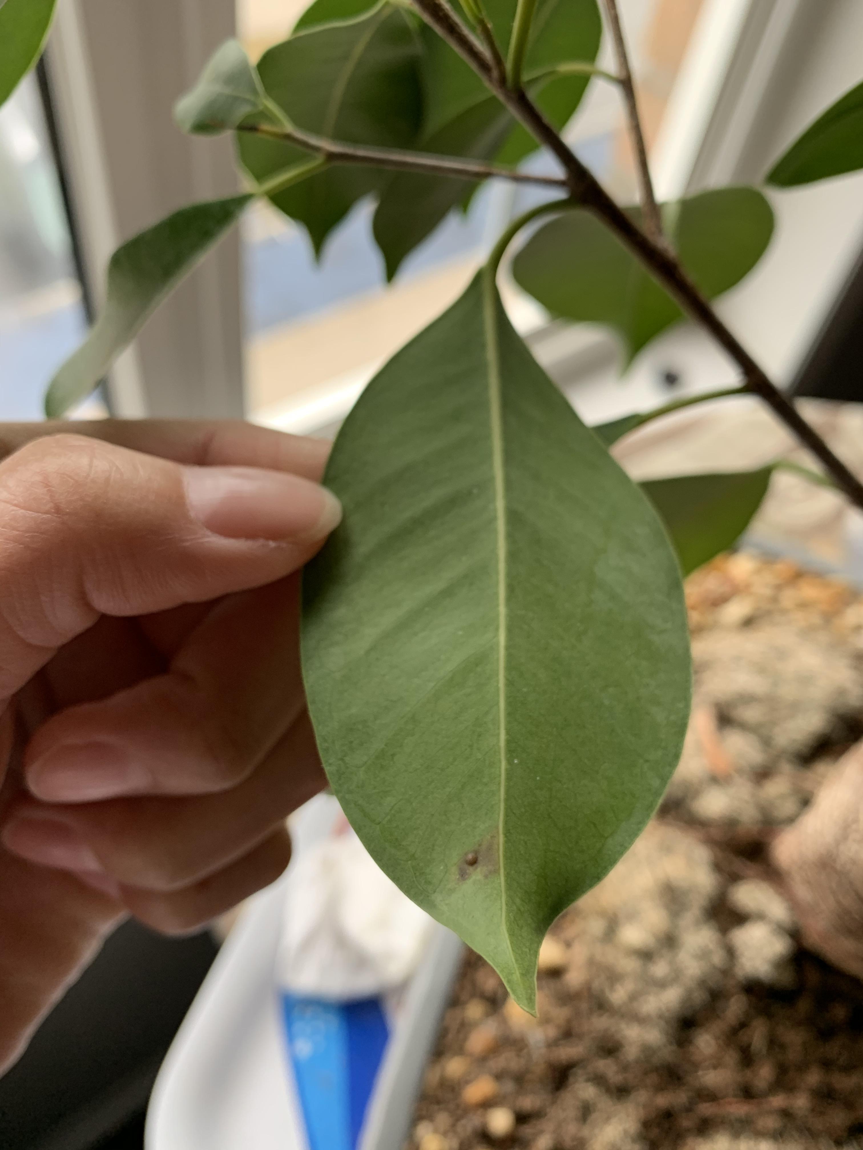 Hi! Does anyone know what could be causing these brown spots on the