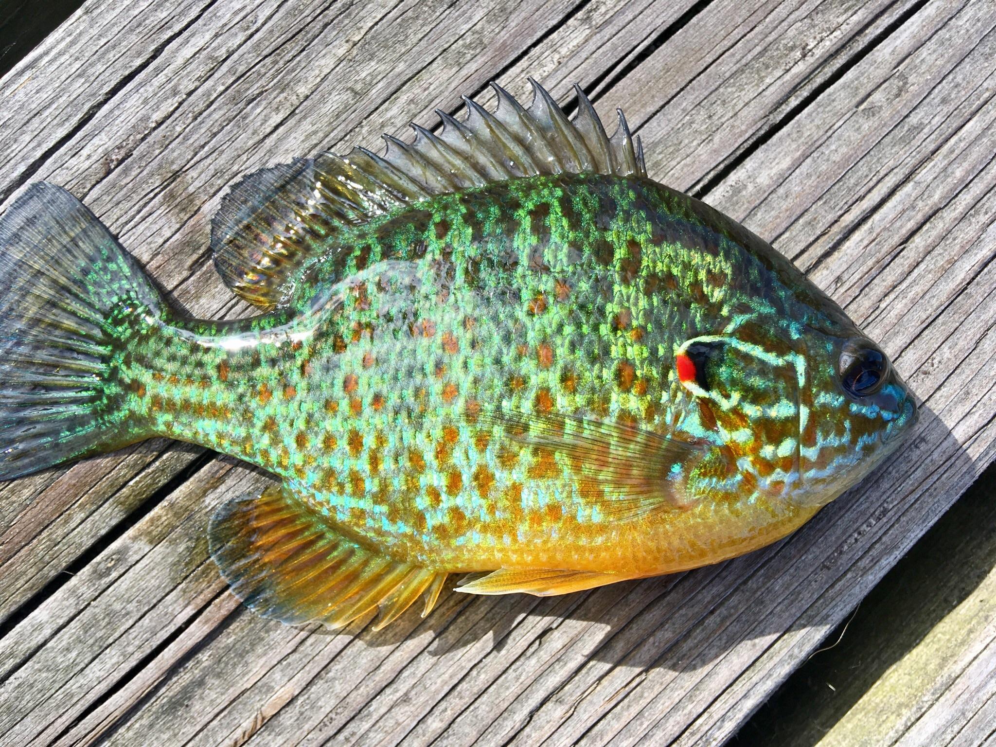 Nothing huge (maybe 4in.) but it was one of the most beautiful lake