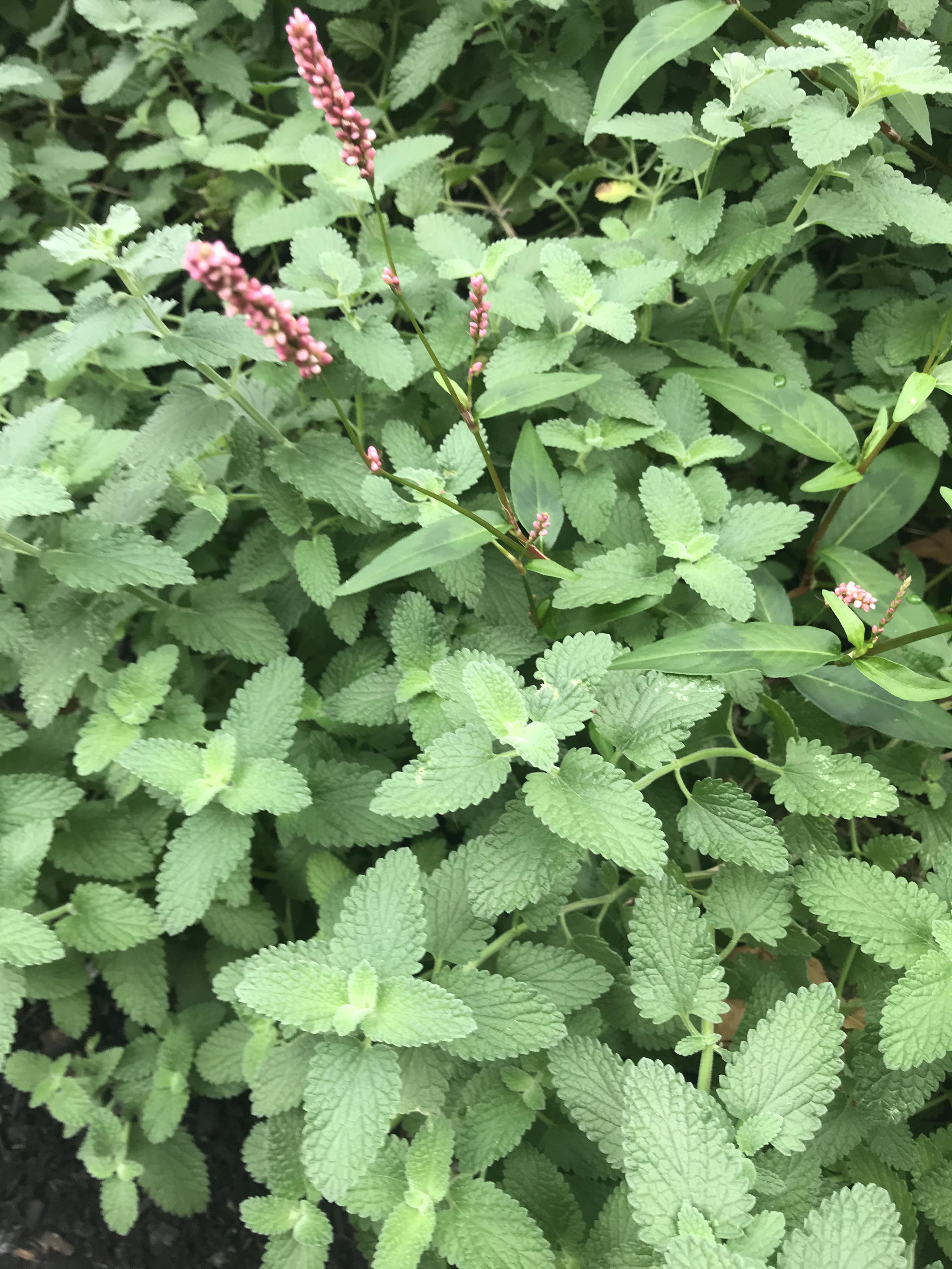 Growing in our apartment complex garden in hardiness zone 6a. Some kind