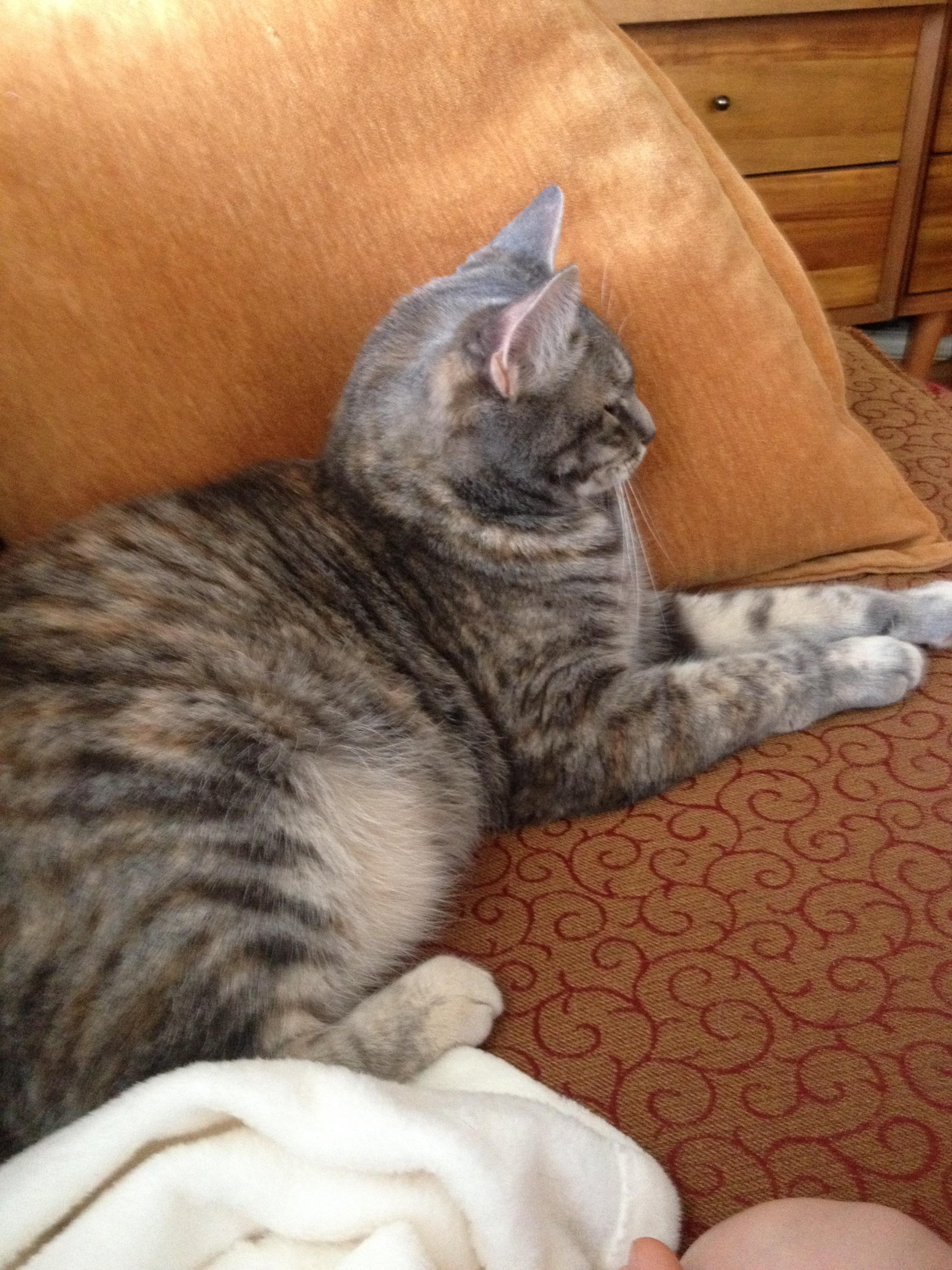 my mom though the cat meow in game when you pet a cat was our actual