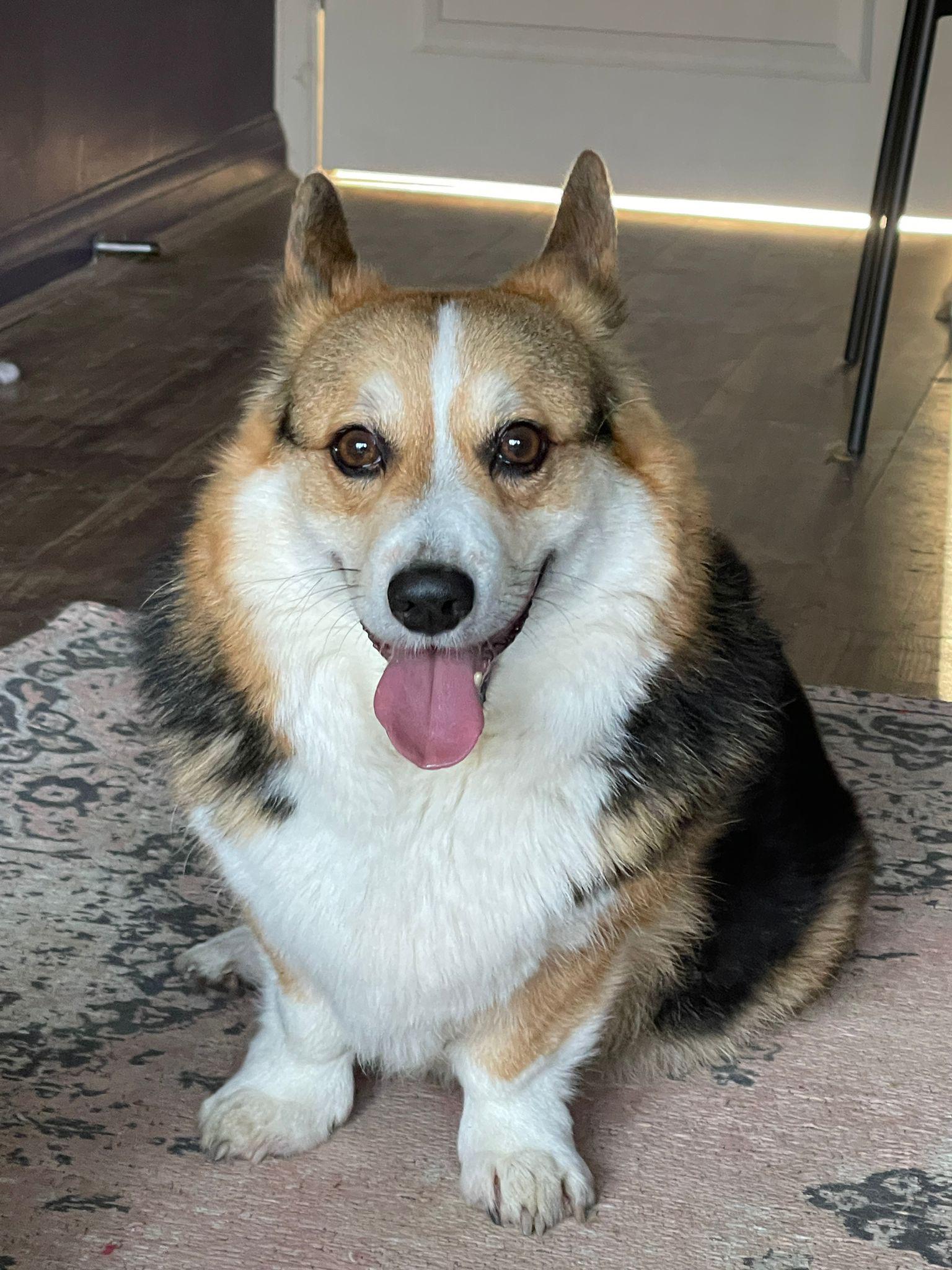 So many people have told me that my dog is ugly compared to “normal