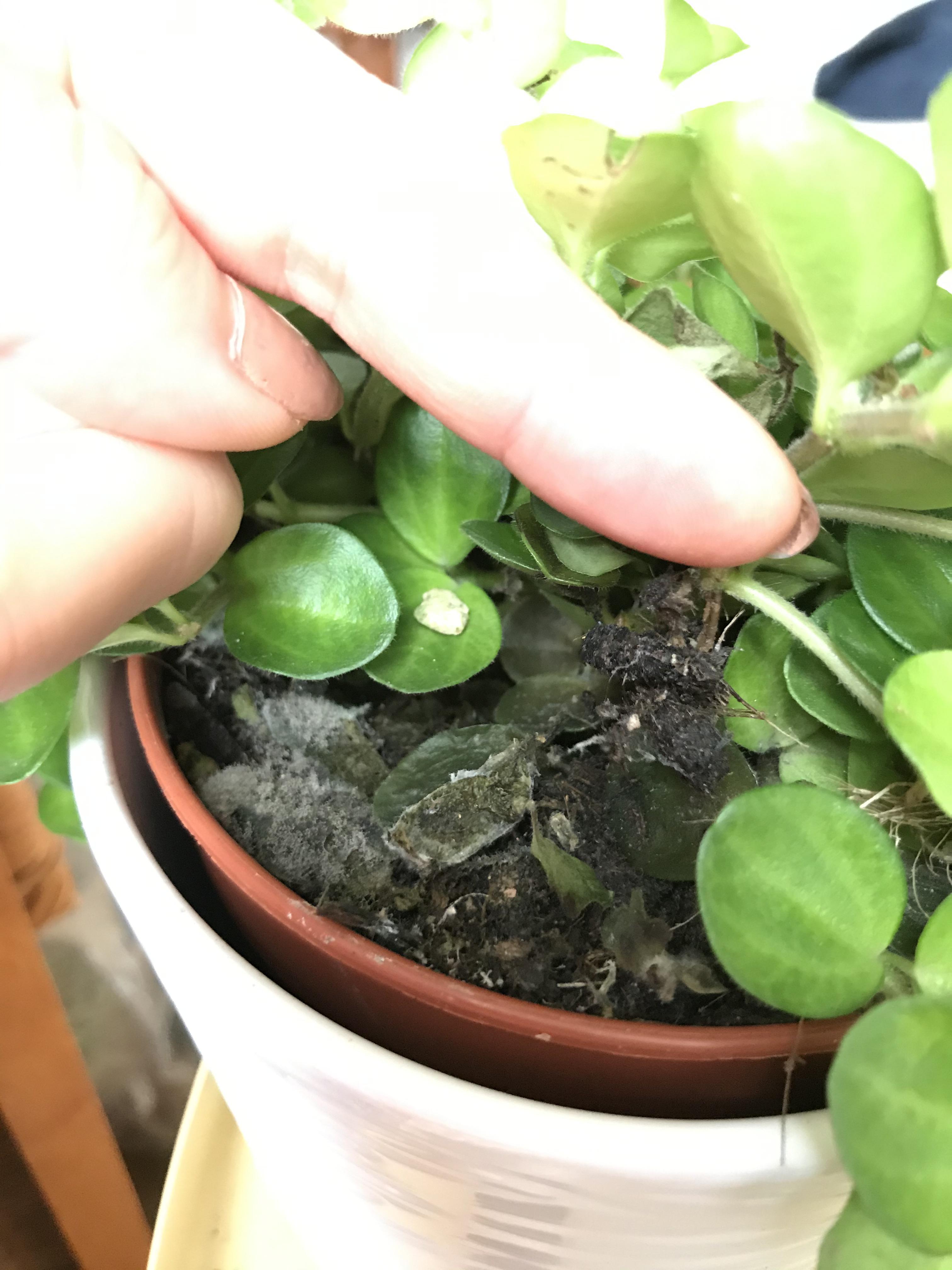 Lifted the leaves for the first time and found this!( I’ve removed the