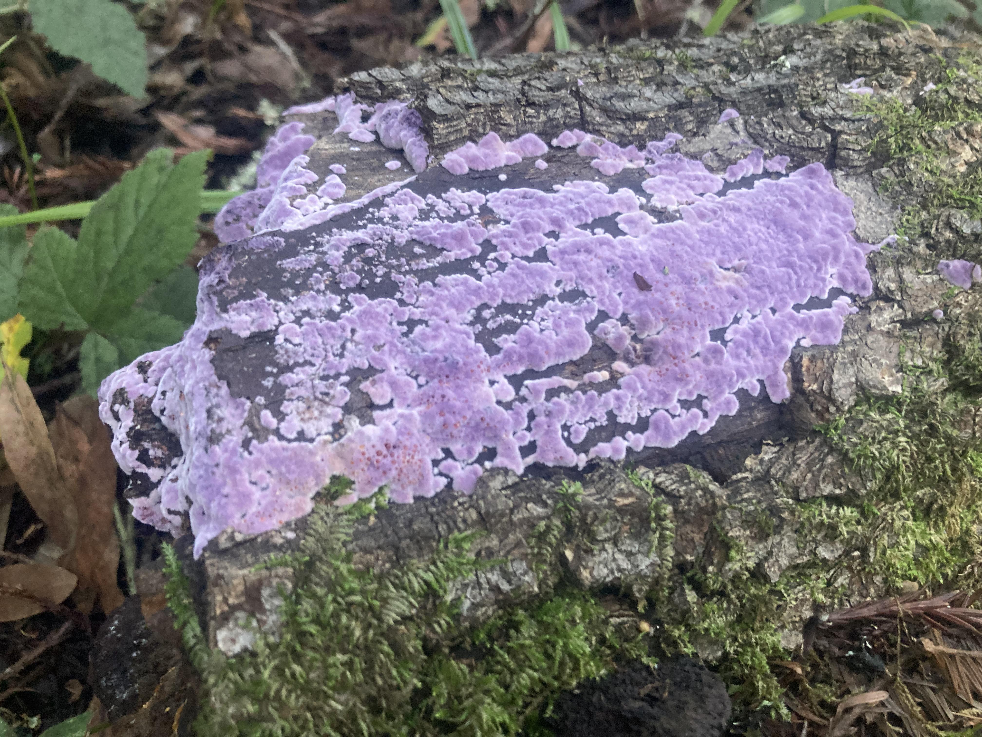 Cool looking purple color fungus. r/mycology